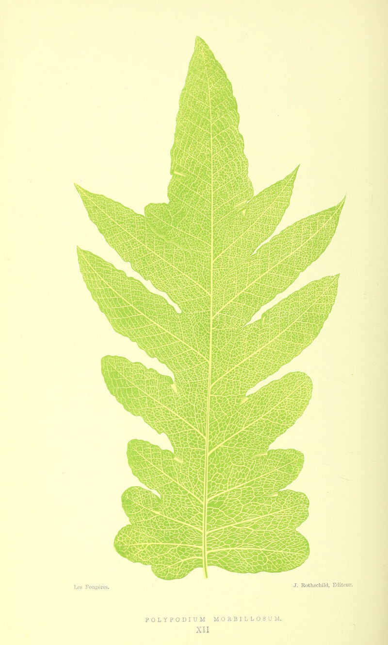POLYPODIUM MOSBILLOSUM.