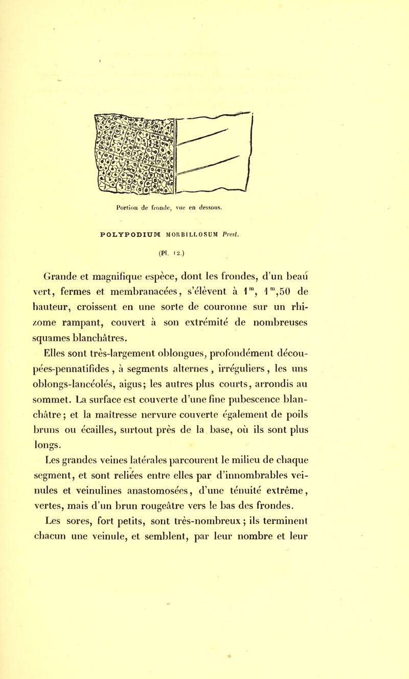 POLYPODIUM MORB'ILLOSUM Presl. (Pl. 12.) Grande et magnifique espèce, dont les frondes, d'un beau vert, fermes et membranacées, s'élèvent à 1™, 1m,50 de hauteur, croissent en une sorte de couronne sur un rhi- zome rampant, couvert à son extrémité de nombreuses squames blanchâtres. Elles sont très-largement oblongues, profondément décou- pées-pennatifides , à segments alternes , irréguliers , les uns oblongs-lancéolés, aigus; les autres plus courts, arrondis au sommet. La surface est couverte d'une fine pubescence blan- châtre ; et la maîtresse nervure couverte également de poils bruns ou écailles, surtout près de la base, où ils sont plus longs. Les grandes veines latérales parcourent le milieu de chaque segment, et sont reliées entre elles par d'innombrables vei- nules et veinulines anastomosées, d'une ténuité extrême, vertes, mais d'un brun rougeâtre vers le bas des frondes. Les sores, fort petits, sont très-nombreux ; ils terminent chacun une veinule, et semblent, par leur nombre et leur