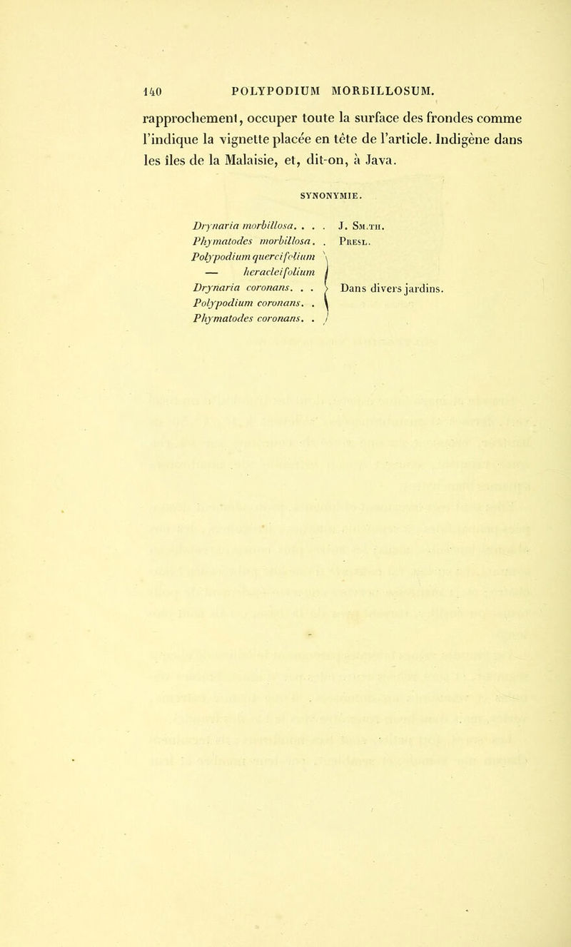 rapprochemenl, occuper toute la surface des frondes comme l'indique la vignette placée en tête de l'article. Indigène dans les îles de la Malaisie, et, dit-on, à Java. SYNONYMIE. Drynaria morbillosa. ... J. Sm.tii. Phymatodes morbillosa. . Presl. Polypodiumquercifelium \ — heracleifolium j Drynaria coronans. . . > Dans divers jardins. Polypodium coronans. . \ Phymatodes coronans. . J