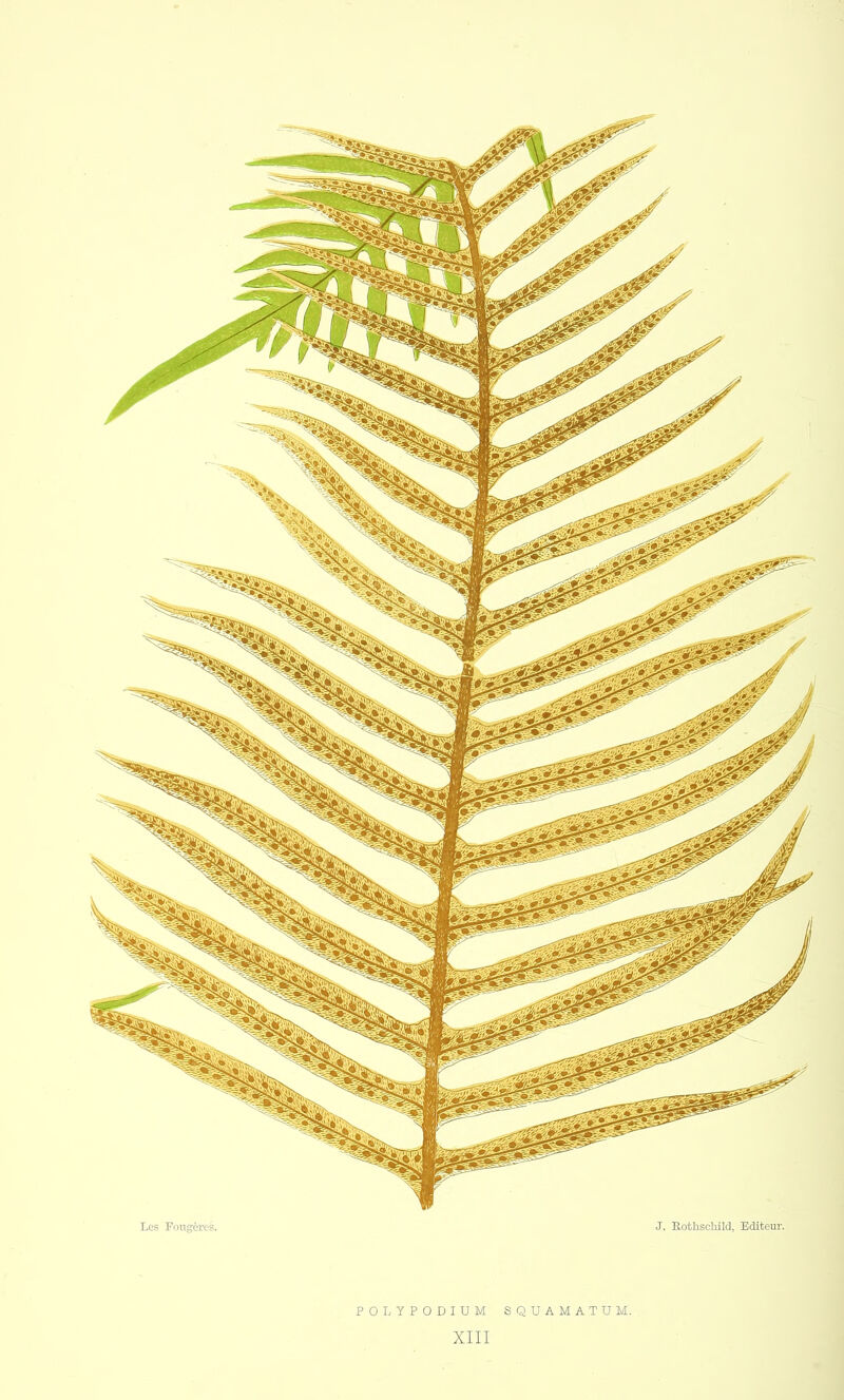 POLYPODIUM SQUAMATUM. XIII