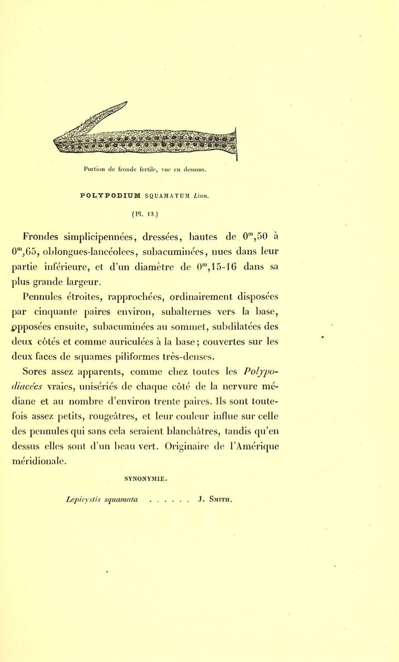 POLYPODIUM SQUAMATUM Linn. (Pl. 13.) Frondes simplicipennées, dressées, liautes de 0m,50 à 0m,Go, oblongues-lancéolees, subacuminées, nues dans leur partie inférieure, et d'un diamètre de 0m, 15-16 dans sa plus grande largeur. Pennules étroites, rapprochées, ordinairement disposées par cinquante paires environ, subalternes vers la base, opposées ensuite, subacuminées au sommet, subdilatées des deux côtés et comme auriculées à la base; couvertes sur les deux faces de squames piliformes très-denses. Sores assez apparents, comme chez toutes les Poljpo- diacées vraies, unisériés de chaque côté de la nervure mé- diane et au nombre d'environ trente paires. Ils sont toute- fois assez petits, rougeâtres, et leur couleur influe sur celle des pennules qui sans cela seraient blanchâtres, tandis qu'en dessus elles sont d'un beau vert. Originaire de l'Amérique méridionale. SYNONYMIE. Lepicystis squamata .T. Smith.