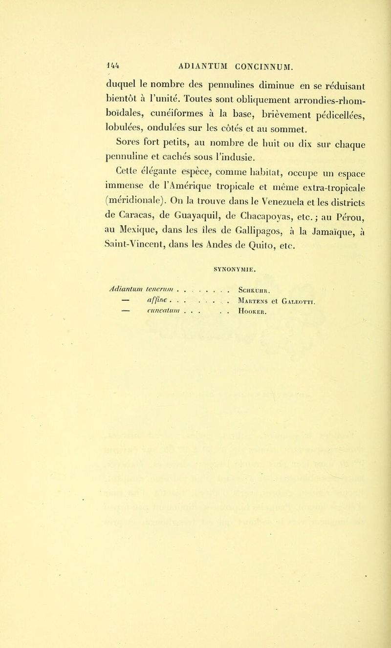 144 AD1ANTUM CONCINNUM. duquel le nombre des pennulines diminue en se réduisant bientôt à l'unité. Toutes sont obliquement arrondies-rhom- boïdales, cunéiformes à la base, brièvement pédiceilées, lobulées, ondulées sur les côtés et au sommet. Sores fort petits, au nombre de huit ou dix sur chaque pennuline et cachés sous l'indusie. Cette élégante espèce, comme habilat, occupe un espace immense de l'Amérique tropicale et même extra-tropicale (méridionale). On la trouve dans le Venezuela et les districts de Caracas, de Guayaquil, de Chacapoyas, etc. ; au Pérou, au Mexique, dans les îles de Gallipagos, à la Jamaïque, à Saint-Vincent, dans les Andes de Quito, etc. SYNONYMIE. Adiantum tenerum . — affine . . — cuncatum Schruhk. Martens et Galeotti. HoOKER.