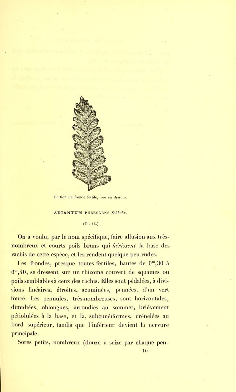 ADIANTUM PUBESCENS Sohltuhr. (Pl. 15.) On a voulu, par le nom spécifique, faire allusion aux très- nombreux et courts poils bruns qui hérissent la base des racbis de cette espèce, et les rendent quelque peu rudes. Les frondes, presque toutes fertiles, hautes de 0m,30 à 0m,40, se dressent sur un rhizome couvert de squames ou poils semblables à ceux des rachis. Elles sont pédalées, à divi- sions linéaires, étroites, acuminées, pennées, d'un vert foncé. Les pennules, très-nombreuses, sont horizontales, dimidiées, oblongues, arrondies au sommet, brièvement pétiolulées à la base, et là, subcunéiformes, crénelées au bord supérieur, tandis que l'inférieur devient la nervure principale. Sores petits, nombreux (douze à seize par chaque pen- 10
