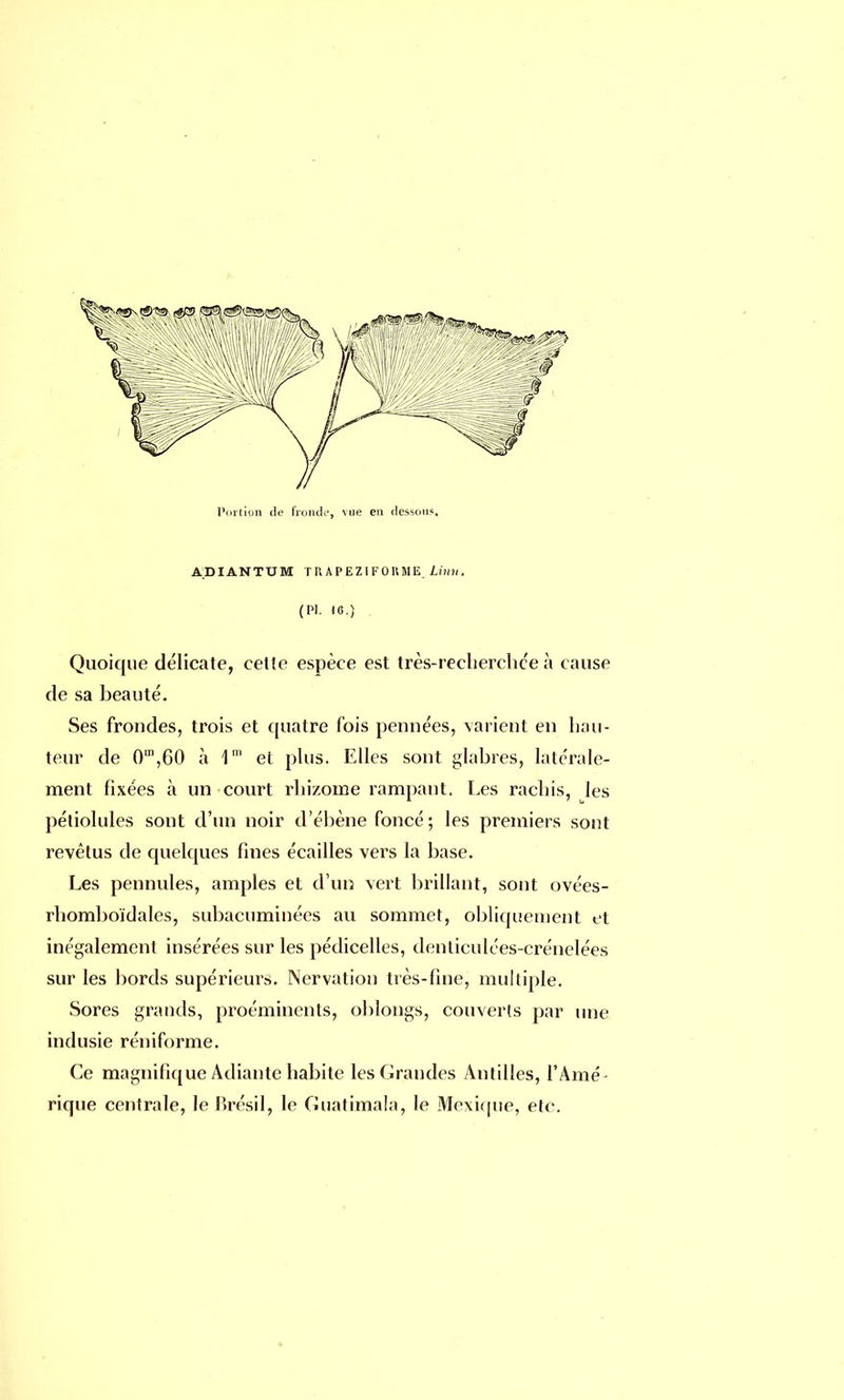 ADIANTUM TRAPEZIFOBME. Linu. (Pl. IG.) Quoique délicate, cette espèce est très-recherchée à cause de sa beauté. Ses frondes, trois et quatre fois pennées, varient en hau- teur de 0m,60 à 1m et plus. Elles sont glabres, latérale- ment fixées à un court rhizome rampant. Les rachis, les péliolules sont d'un noir d'ébène foncé; les premiers sont revêtus de quelques fines écailles vers la base. Les pennules, amples et d'un vert brillant, sont ovées- rhomboïdales, subacuminées au sommet, obliquement et inégalement insérées sur les pédicelles, denliculées-crénelées sur les bords supérieurs. Nervation très-fine, multiple. Sores grands, proéminents, oblongs, couverts par une indusie réniforme. Ce magnifique Adiante habite les Grandes Antilles, l'Amé- rique centrale, le Brésil, le Guatimala, le Mexique, etc.