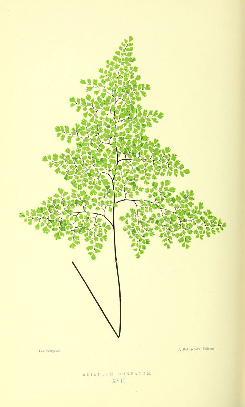 ADIANTUM CUNEATUM. XVII