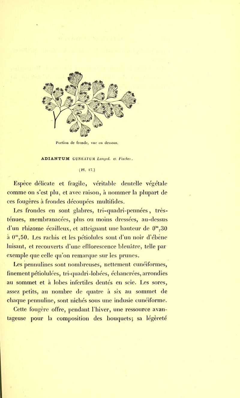 ADIANTUM C UNE AT U M Langsd. ei Fischer. (Pl. 17.) Espèce délicate et fragile, véritable dentelle végétale comme on s'est plu, et avec raison, à nommer la plupart de ces fougères à frondes découpées multifides. Les frondes en sont glabres, tri-quadri-pennées, très- ténues, membranacées, plus ou moins dressées, au-dessus d'un rliizome écailleux, et atteignant une hauteur de 0m.30 à 0m,50. Les rachis et les pétiolules sont d'un noir d'ébene luisant, et recouverts d'une efllorescence bleuâtre, telle par exemple que celle qu'on remarque sur les prunes. Les pennulines sont nombreuses, nettement cunéiformes, finement pétiolulées, tri-quadri-lobées, écbancrées, arrondies au sommet et à lobes infertiles dentés en scie. Les sores, assez petits, au nombre de quatre à six au sommet de chaque pennuline, sont nichés sous une indusie cunéiforme. Cette fougère offre, pendant l'hiver, une ressource avan- tageuse pour la composition des bouquets; sa légèreté