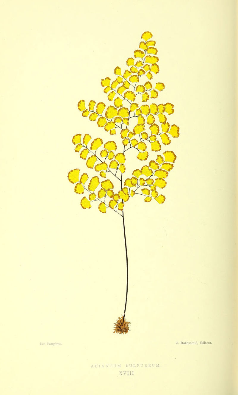 ADIANTUM SULFUHEUM.