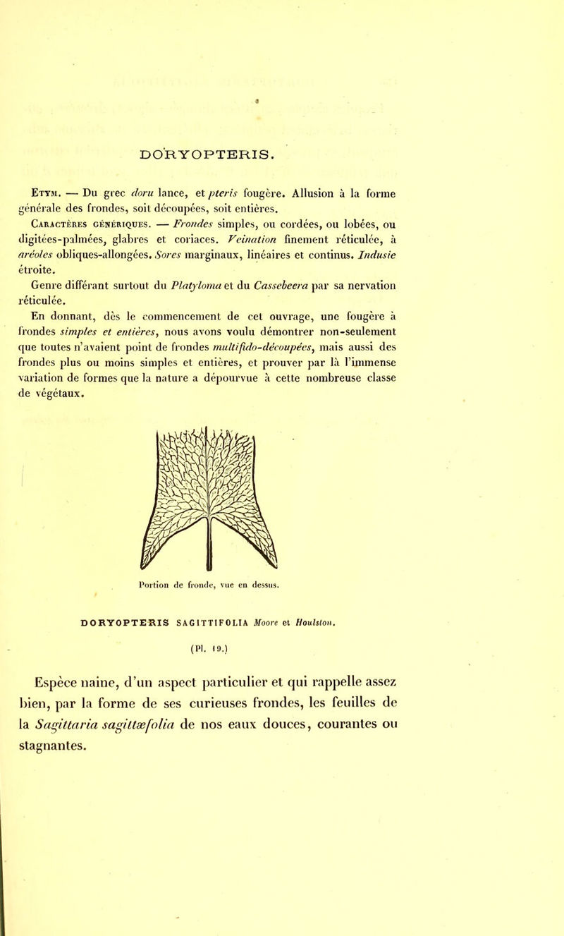 DORYOPTERIS. Ettm. — Du grec doru lance, et pteris fougère. Allusion à la forme générale des frondes, soit découpées, soit entières. Caractères génériques. — Frondes simples, ou cordées, ou lobées, ou digitées-palmées, glabres et coriaces. Veination finement réticulée, à aréoles obliques-allongées. Sores marginaux, linéaires et continus. Indusie étroite. Genre différant surtout du Platyloma et du Cassebeera par sa nervation réticulée. En donnant, dès le commencement de cet ouvrage, une fougère à frondes simples et entières, nous avons voulu démontrer non-seulement que toutes n'avaient point de frondes multifido-découpées, mais aussi des frondes plus ou moins simples et entières, et prouver par là l'immense variation de formes que la nature a dépourvue à cette nombreuse classe de végétaux. Portion tic fronde, vue en dessus. DORYOPTERIS SAGITTIFOLIA Moore et Houlston. (Pl. (9.) Espèce naine, d'un aspect particulier et qui rappelle assez bien, par la forme de ses curieuses frondes, les feuilles de la Sagittaria sagiltœfo/ia de nos eaux douces, courantes ou stagnantes.