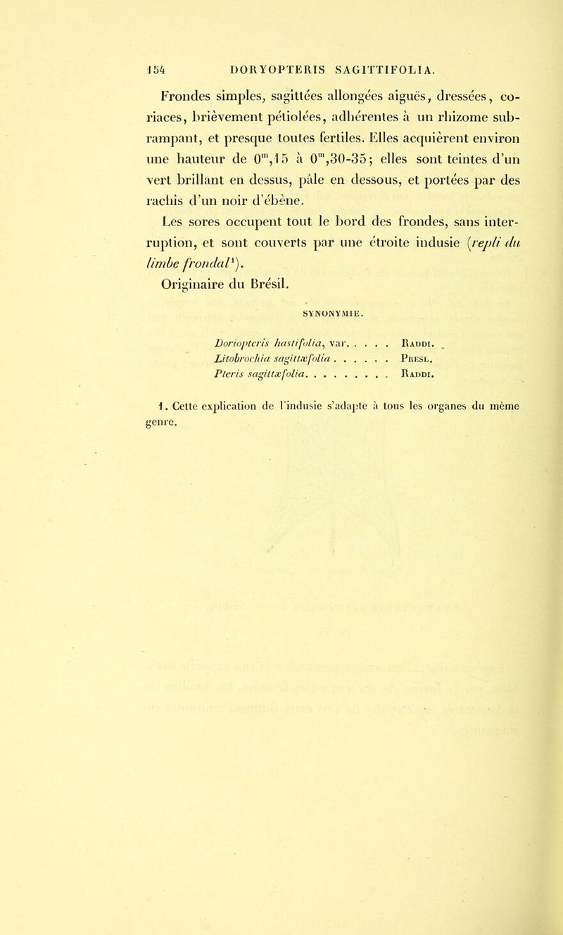 154 DORYOPTERIS S AG1TTIFOLI A. Frondes simples, sagittées allongées aiguës, dressées, co- riaces, brièvement pétiolées, adhérentes à un rhizome sub- rampant, et presque toutes fertiles. Elles acquièrent environ une hauteur de 0m,15 à O1,30-35; elles sont teintes d'un vert brillant en dessus, pâle en dessous, et portées par des rachis d'un noir d'ébène. Les sores occupent tout le bord des frondes, sans inter- ruption, et sont couverts par une étroite indusie (replidu limbe frondai1). Originaire du Brésil. SYNONYMIE. Doriopteris iiastifolia, var. .... Raddi. Litobrochia sagittxfolia Presl. Pteris sagittxfolia Raddi. i. Cette explication de l'indusie s'adapte à tous les organes du même genre.