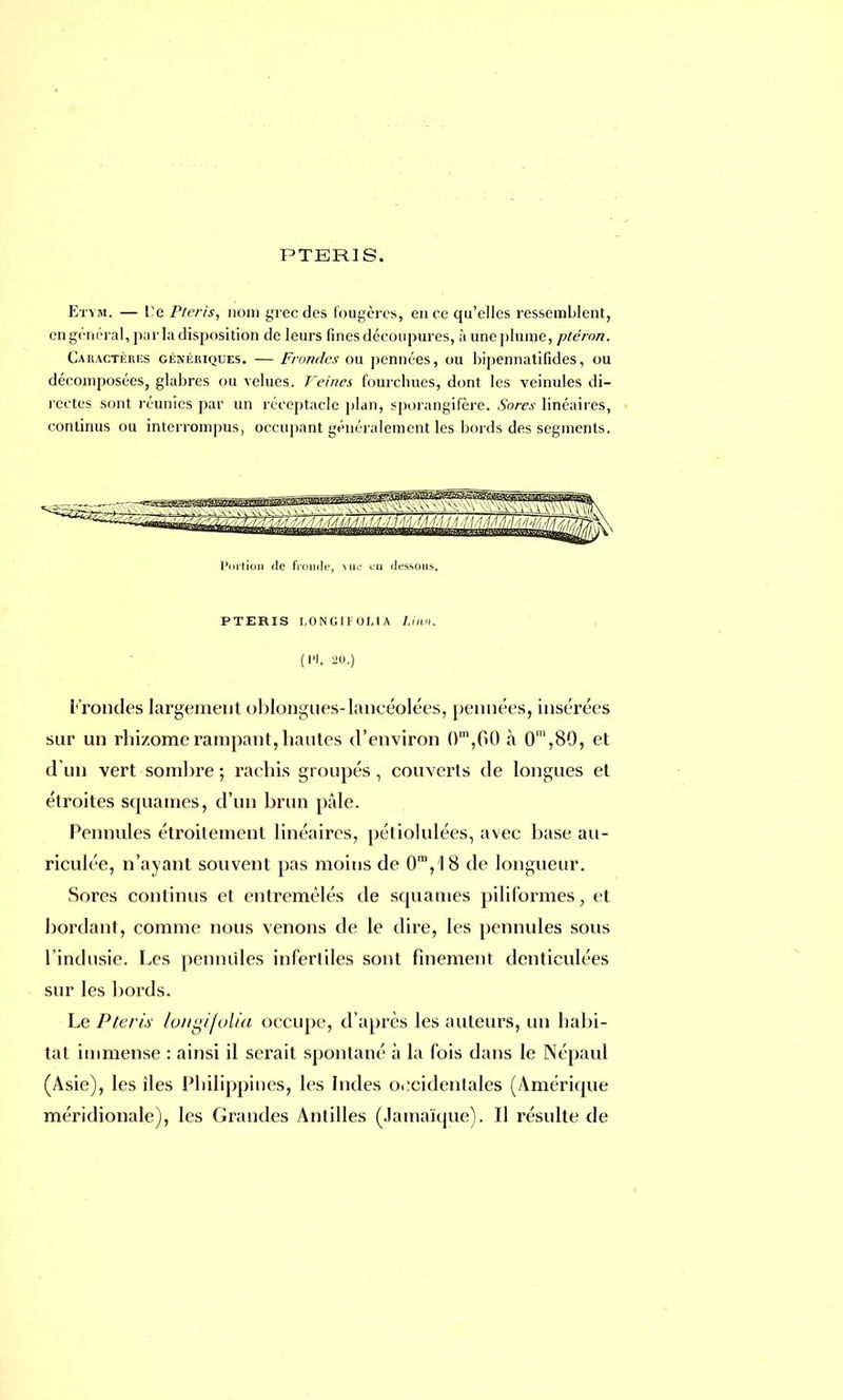 PTER1S. Etym. — Ce Ptcris, nom grec des fougères, en ce qu'elles ressemblent, en général, parla disposition de leurs fines découpures, àuneplume, ptéron. Cakactèiuïs génériques. — Frondes ou pennées, ou bipennatifides, ou décomposées, glabres ou velues. Veines fourchues, dont les veinules di- rectes sont réunies par un réceptacle plan, sporangifère. Sores linéaires, continus ou interrompus, occupant généralement les bords des segments. Portion de fronde, vue eu dessous. PTERIS I.ONGIFOUA Linn. (Pl. 20.) Frondes largement oblongues-lancéolées, pennées, insérées sur un rhizome rampant, hautes d'environ 0m,00 à 0m,80, et d'un vert sombre ; rachis groupés, couverts de longues et étroites squames, d'un brun pâle. Pennules étroitement linéaires, pétiolulées, avec base au- riculée, n'ayant souvent pas moins de 0m, 18 de longueur. Sores continus et entremêlés de squames piliformes, et bordant, comme nous venons de le dire, les pennules sous l'indusie. Les pennules infertiles sont finement denticulées sur les bords. Le Pteris longifolia occupe, d'après les auteurs, un habi- tat immense : ainsi il serait spontané à la fois dans le Népaul (Asie), les îles Philippines, les Indes occidentales (Amérique méridionale), les Grandes Antilles (Jamaïque). Il résulte de