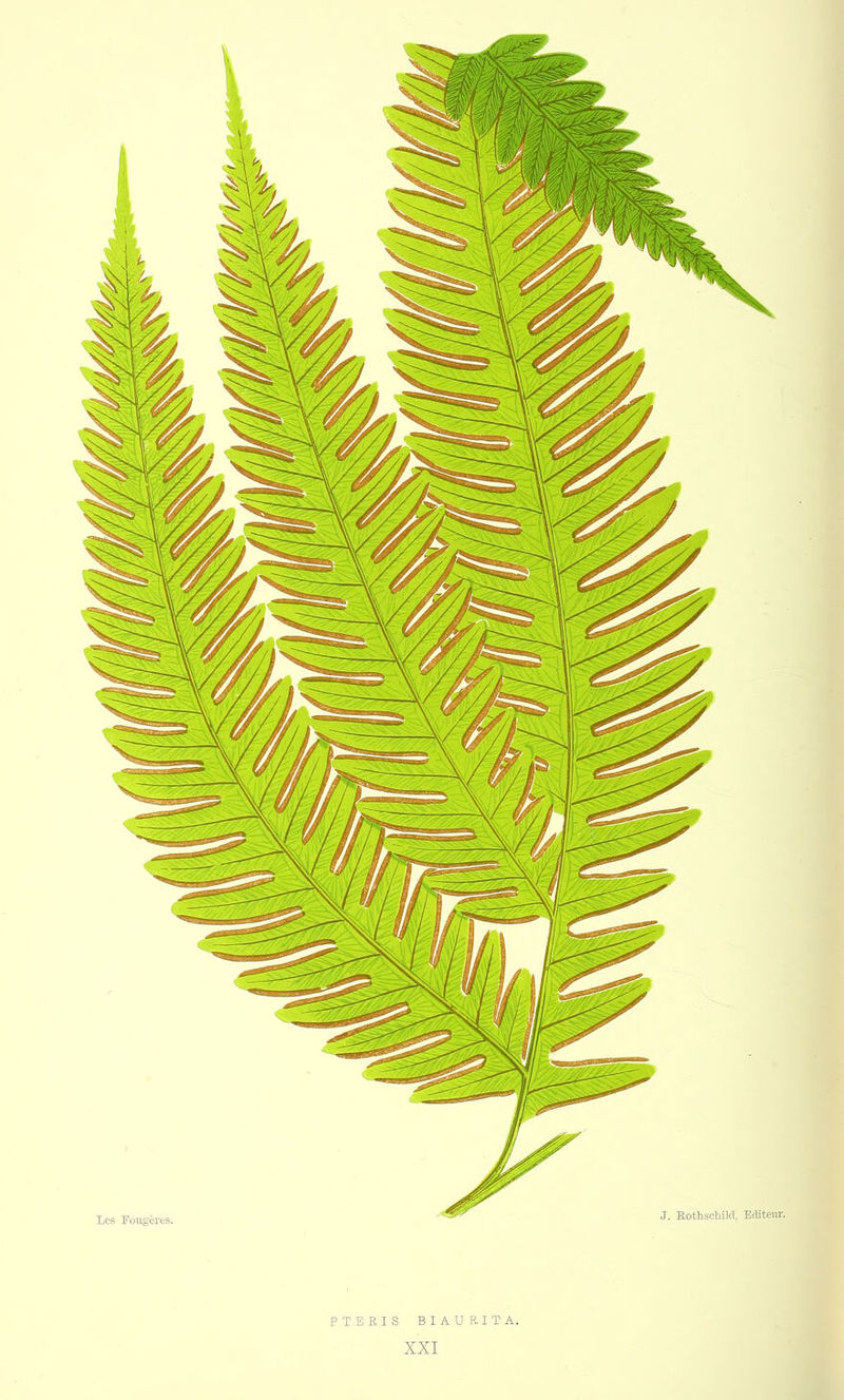 PTERIS BIAURITA.