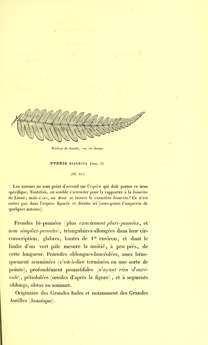 PTERIS BIAURITA Linn. (?) (PI. 21.) lies auteurs ne sont point d'accord sur l'espèce qui doit porter ce nom spécifique. Toutefois, on semble s'accorder pour la rapporter à la biaurita de Linné; mais alors, où donc se trouve le caractère biaurita? Ce n'est certes pas dans l'espèce figurée et décrite ici (sous-genre Campteria de quelques auteurs). Frondes bi-pennées (plus exactement pluri-pennées, et non simplici-pennées), triangulaires-allongées dans leur cir- conscription, glabres, liantes de 1m environ, et dont le limbe d'un vert pâle mesure la moitié, à peu près, de celte longueur. Pennules oblongues-lancéolées, assez brus- quement acuminées (c'est-à-dire terminées en une sorte de pointe), profondément pennatifides (n'ayant rien, d'auri- culé), pétiolulées (sessiles d'après la figure) , et à segments oblongs, obtus au sommet. Originaire des Grandes Indes et notamment des Grandes Antilles (Jamaïque).