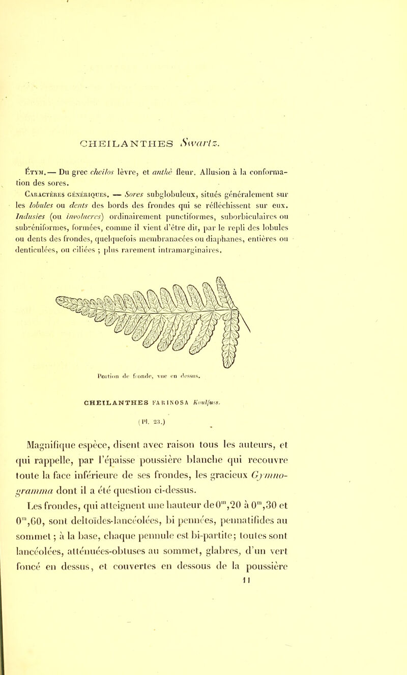Étym.— Du grec chcilos lèvre, et anthè fleur. Allusion à la conforma- tion des sores. Caractères génériques. — Sores subglobuleux, situés généralement sur les lobules ou dents des bords des frondes qui se réfléchissent sur eux. Indusies (ou involttcrcs) ordinairement punetiformes, suborbiculaires ou subréniformes, formées, comme il vient d'être dit, par le repli des lobules ou dents des frondes, quelquefois membranacées ou diaphanes, entières ou denticulées, ou ciliées ; pins rarement intramarginaires, Portion de (Vondc, vue en dessus. CHEILANTHES l'A K INOSA Koulfuss. (Pl. 23.) Magnifique espèce, disent avec raison tous les auteurs, et qui rappelle, par l'épaisse poussière blanche qui recouvre toute la face inférieure de ses frondes, les gracieux Gjmno- gramma dont il a été question ci-dessus. Les frondes, qui atteignent une hauteur deOm,20 à 0m,30 et 0m,G0, sont deltoïdes-lancéolées, bi pennées, pennalifides au sommet ; à la base, chaque pennule est bi-partile; toutes sont lancéolées, allénuées-obluses au sommet, glabres, d'un vert foncé en dessus, et couvertes en dessous de la poussière 11