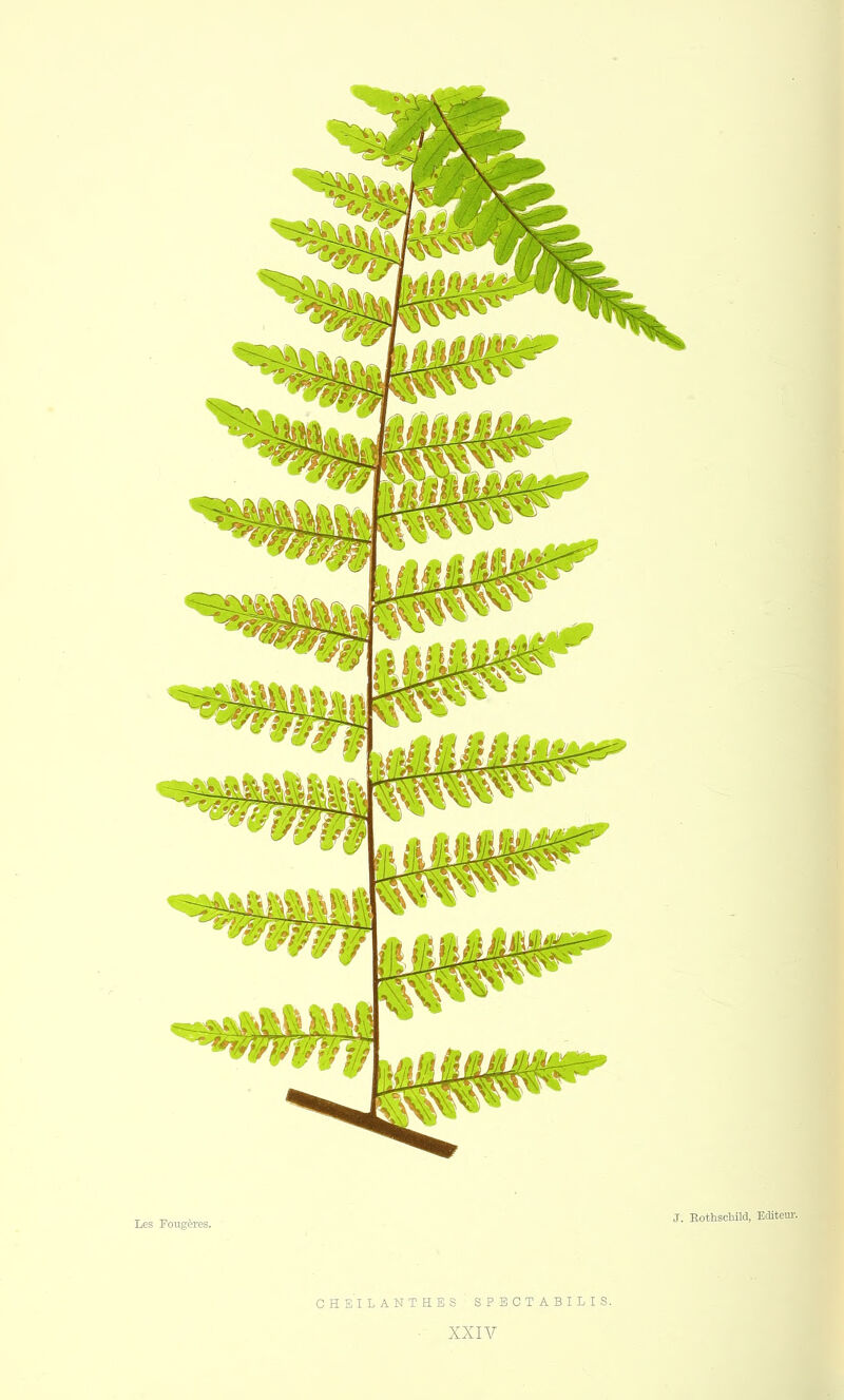 CHEILANTHES SPECTABILIS. ■ XXIV