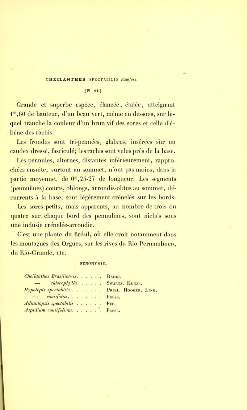 (Pl. 24.) Grande et superbe espèce, élancée, étalée, atteignant 1m,G0 de hauteur, d'un beau vert, même en dessous, sur le- quel tranche la couleur d'un brun vif des sores et celle d'é- bène des rachis. Les frondes sont tri-pennées, glabres, insérées sur un caudex dressé, fasciculé; les rachis sont velus près de la base. Les pennules, alternes, distantes inférieurement, rappro- chées ensuite, surtout au sommet, n'ont pas moins, dans la partie moyenne, de 0m,25-27 de longueur. Les segments (pennulines) courts, oblongs, arrondis-oblus au sommet, dé- currents à la base, sont légèrement crénelés sur les bords. Les sores petits, mais apparents, au nombre de trois ou quatre sur chaque bord des pennulines, sont nichés sous une indusie crénelée-arrondie. C'est une plante du Brésil, où elle croit notamment dans les montagnes des Orgues, sur les rives du Rio-Pernanibuco, du Rio-Grande, etc. SYNONYMIE. CheilantJies Brasilicnsis Raddi. — chlorophylla Swartz, Kunze. Hypolepis spectabilis Presl. Hooker. Link. —■ coniifolia Presl, Adiantopsis spectabilis Fée( Aspidium coniifolium Presl.