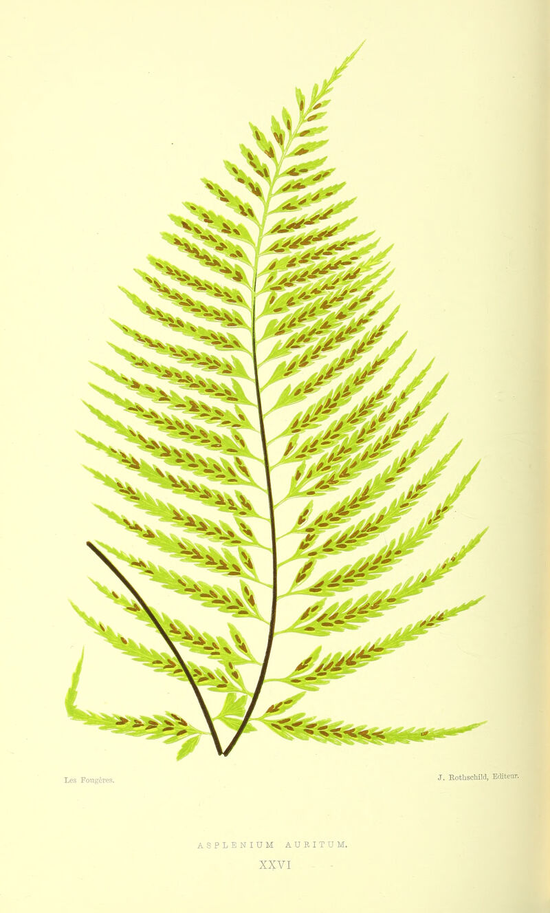 ASPLENIUM AURITUM.