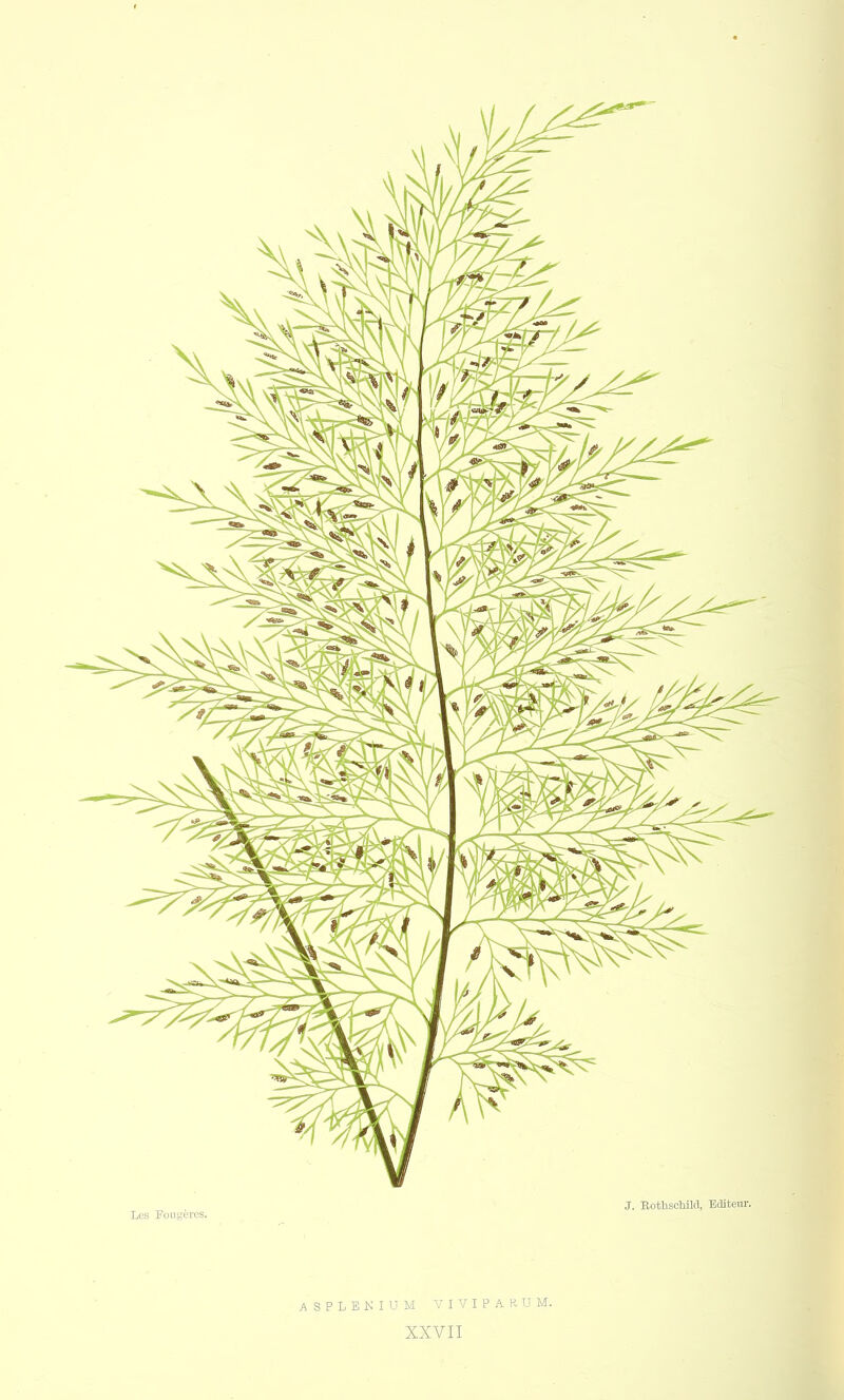J. Rothschild, Editeur. Les Fougères. ASPLENIUM VIVIPARUM.