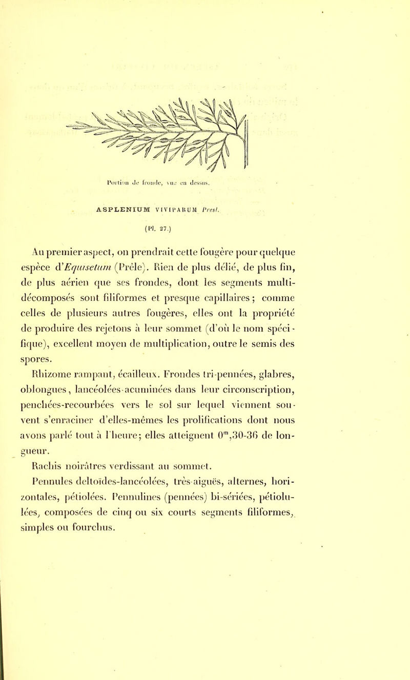 ASPLENIUM VIVIPABUM Pr.es!. (PI. 27.) Au premier aspect, on prendrait celle fougère pour quelque espèce d!Equisetum (Prèle). Rien de plus délié, de plus fin, de plus aérien que ses frondes, dont les segments multi- décomposés sont filiformes et presque capillaires; comme celles de plusieurs autres fougères, elles ont la propriété de produire des rejetons à leur sommet (d'où le nom spéci- fique), excellent moyen de multiplication, outre le semis des spores. Rhizome rampant, écailleux. Frondes tri-pennées, glabres, oblongues, lancéolées-acuniinées dans leur circonscription, penchées-recourbées vers le sol sur lequel viennent sou- vent s'enraciner d'elles-mêmes les prolificalions dont nous avons parlé tout à l'heure; elles atteignent 0m,30-36 de lon- gueur. Rachis noirâtres verdissant au sommet. Pennules deltoïdes-lancéolées, très aiguës, alternes, hori- zontales, péliolées. Pennulines (pennées) bi-sériées, pétiolu- lées, composées de cinq ou six courts segments filiformes, simples ou fourchus.