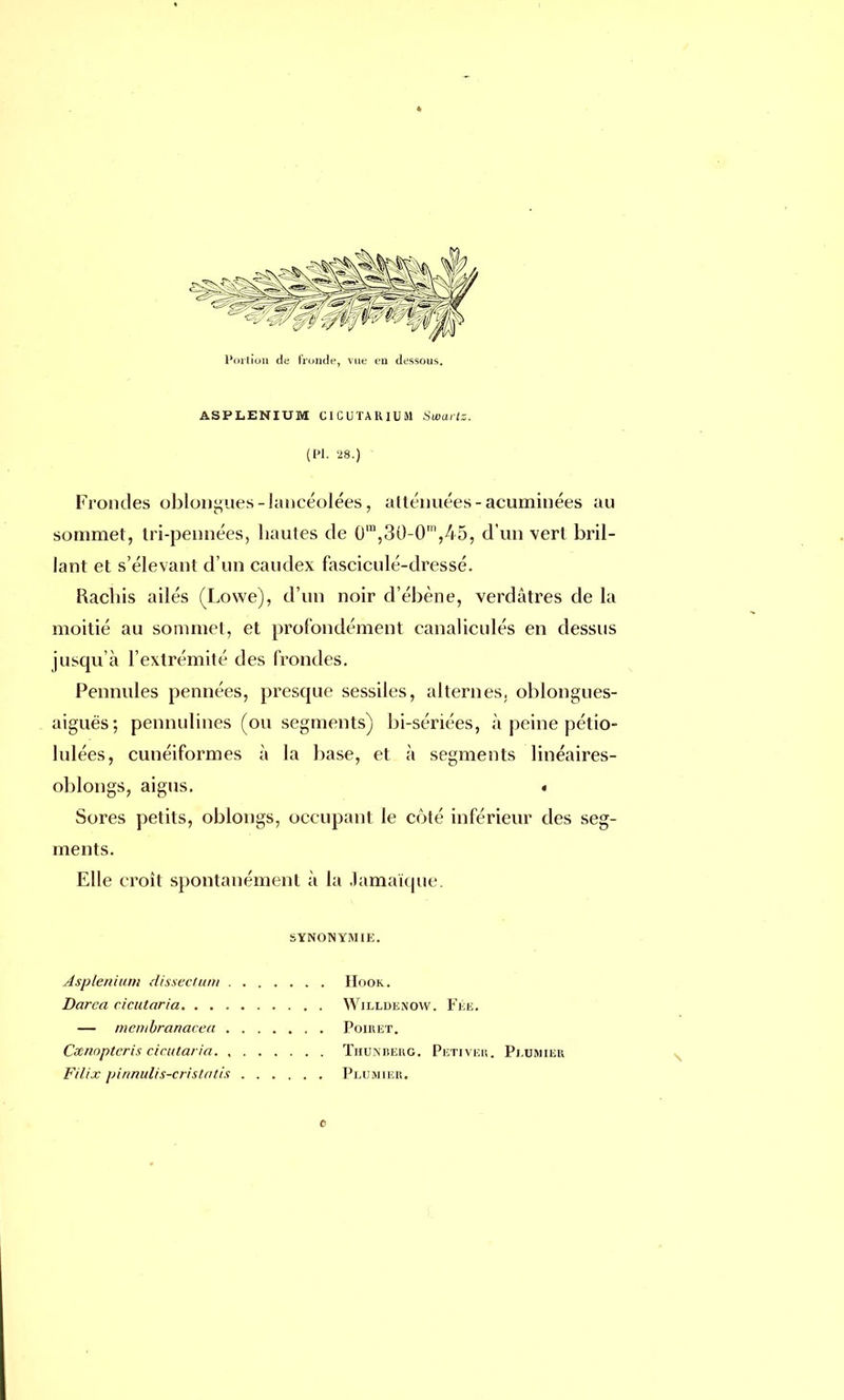 ASPLENIUM C1CUTARIUM SwartS. (Pl. 28.) Frondes oblongues-lancéolées, atténuées-acuminées au sommet, tri-pennées, hautes de 0m,30-0m,45, d'un vert bril- lant et s'élevant d'un caudex fasciculé-dressé. Rachis ailés (Lowe), d'un noir d'ébène, verdâtres de la moitié au sommet, et profondément canaliculés en dessus jusqu'à l'extrémité des frondes. Pennules pennées, presque sessiles, alternes, oblongues- aiguës; pennulines (ou segments) bi-sériées, à peine pétio- lulées, cunéiformes à la base, et à segments linéaires- oblongs, aigus. * Sores petits, oblongs, occupant le côté inférieur des seg- ments. Elle croît spontanément à la Jamaïque. SYNONYMIE. Asplenium dissectum . Hook. Darca cicataria Willdenovv. Fée. — menibranarea Poiret. Cocnoptcris cicutaria Thunbeug. Petiveu. Plumier Filix pinnulis-cristatis Plumier.