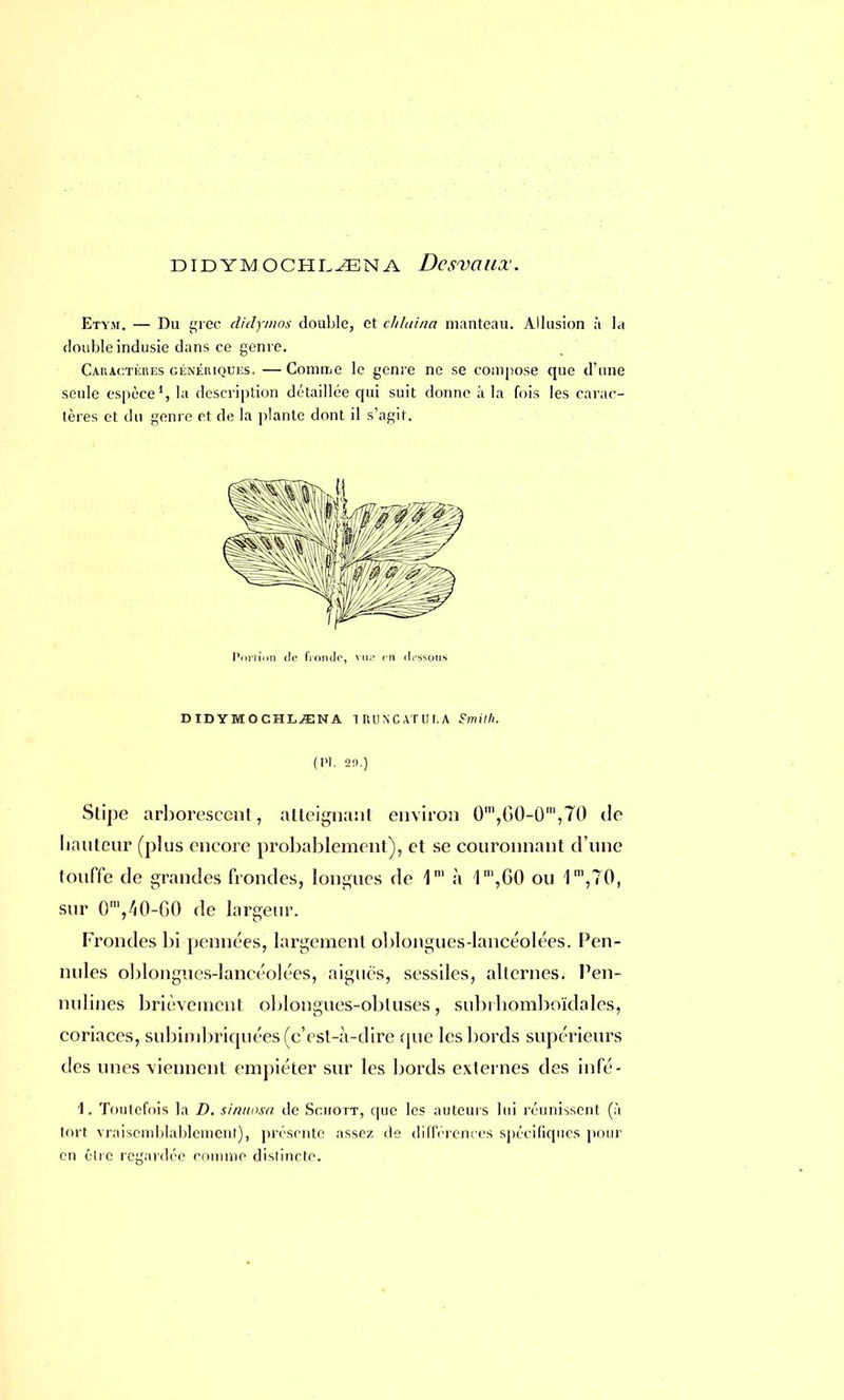 DIDYMOCHLiENA DesvailX. Etym. — Du grec didymos double, et clilaina manteau. Allusion à la double indusie dans ce genre. Caractères génériques, —Comme le genre ne se compose que d'une seule espèce1, la description détaillée qui suit donne à la fois les carac- tères et du genre et de la plante dont il s'agit. Portion de fronde, vue en dessous DIDYMOCHLS1NA 1RUNCATUI.A Smith. (Pl. 20.) Stipe arborescent, atteignant environ 0ra,60-0m,70 de hauteur (plus encore probablement), et se couronnant d'une touffe de grandes frondes, longues de 1' à 1m,60 ou 1m,70, sur OViO-GO <le largeur. Frondes bi pennées, largement oblongues-lancéolées. Pen- nules oblongues-lancéolées, aiguës, sessiles, alternes. Pen- nulines brièvement oblongues-obtuses, subrhomboïdales, coriaces, subimbriquées (c'est-à-dire que les bords supérieurs des unes viennent empiéter sur les bords externes des infé- 1. Toutefois la D. sinuosa de Scuott, que les auteurs lui réunissent (à tort vraisemblablement), présente assez de différences spécifiques pour en être regardée comme dislincte.