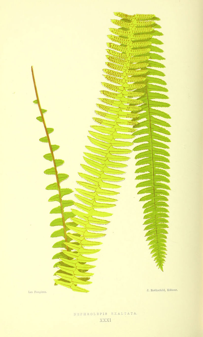NEPHROLEPIS EXALTAT A.