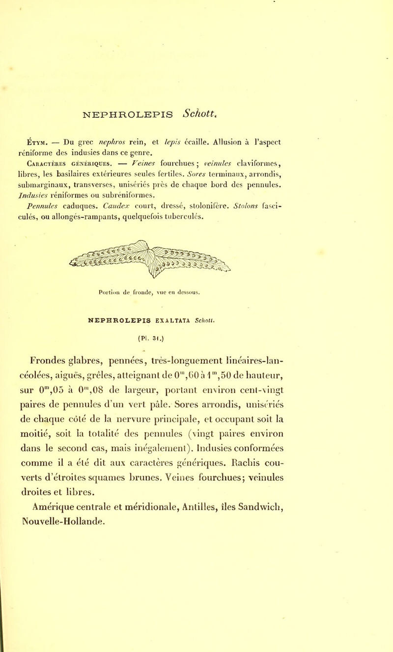 Étym. — Du grec nephros rein, et lepis écaille. Allusion à l'aspect réniforme des indusies dans ce genre. Caractères génériques. — Veines fourchues; veinules claviforines, libres, les basilaires extérieures seules fertiles. Sores terminaux, arrondis, submarginaux, transverses, unisériés près de chaque bord des pennules. Indusies réniformes ou subréniformes. Pennules caduques. Caudex court, dressé, stolonifère. Stolons fasci- cules, ou allongés-rampants, quelquefois tubercules. Portion de fronde, vue en dessous. NEPHROLEPIS EX A LTATA Schotl. (Pl. 31.) Frondes glabres, pennées, très-longuement linéaires-lan- céolées, aiguës, grêles, atteignant de 0in,(50 à 1 m,50 de bailleur, sur 0m,05 à 0',08 de largeur, portant environ cenl-vingt paires de pennules d'un vert pâle. Sores arrondis, unisériés de ebaque côté de la nervure principale, et occupant soit la moitié, soit la totalité des pennules (\ingt paires environ dans le second cas, mais inégalement). Indusies conformées comme il a été dit aux caractères génériques. Rachis cou- verts d'étroites squames brunes. Veines fourchues; veinules droites et libres. Amérique centrale et méridionale, Antilles, îles Sandwich, Nouvelle-Hollande.