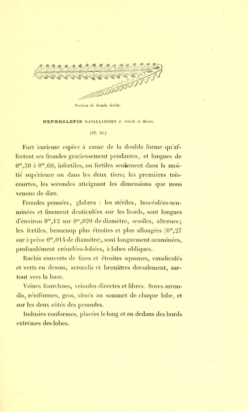 NEPHROLEPIS UAVALLI01DES J. Smith et Moore. (Pl. 32.) Fort curieuse espèce à cause de la double forme qu'af- fectent ses frondes gracieusement pendantes, et longues de 0m,30 à 0m,60, infertiles, ou fertiles seulement dans la moi- tié supérieure ou dans les deux tiers; les premières très- courtes, les secondes atteignant les dimensions que nous venons de dire. Frondes pennées, glabres : les stériles, laneéolées-acu- minées et finement denticulées sur les bords, sont longues d'environ 0m,12 sur 0m,020 de diamètre, sessiles, alternes; les fertiles, beaucoup plus étroites et plus allongées (0m,27 sur à peine 0m,014 de diamètre), sont longuement acuminées, profondément crénelées-lobées, à lobes obliques. Rachis couverts de fines et étroites squames, canaliculés et verts en dessus, arrondis et brunâtres dorsalement, sur- tout vers la base. Veines fourchues, veinules directes et libres. Sores arron- dis, réniformes, gros, situés au sommet de chaque lobe, et sur les deux côtés des pennules. Indusies conformes, placées le long et en dedans des bords extrêmes des lobes.