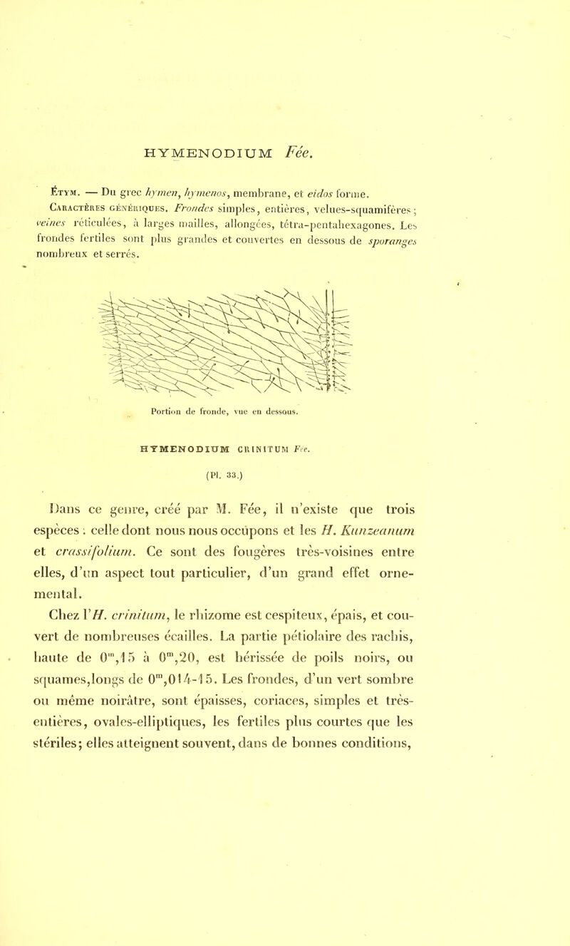 Étym. — Du grec hymen, hjmenos, membrane, et eiclos forme. Caractères génériques. Frondes simples, entières, velues-squamifères ; veines réticulées, à larges mailles, allongées, tétra-pentahexagones. Les frondes fertiles sont plus grandes et couvertes en dessous de sporanges nombreux et serrés. Portion de fronde, vue en dessous. HYMENODIUM C1UNITUM Fée. (Pl. 33.) Dans ce genre, créé par M. Fée, il n'existe que trois espèces : celle dont nous nous occupons et les H. Kunzeanum et crassifolium. Ce sont des fougères très-voisines entre elles, d'un aspect tout particulier, d'un grand effet orne- mental. Chez Y H. crinîlum, le rhizome est cespiteux, épais, et cou- vert de nombreuses écailles. La partie pétiolaire des rachis, haute de 0m,15 à 0m,20, est hérissée de poils noirs, ou squames,longs de 0m,014-15. Les frondes, d'un vert sombre ou même noirâtre, sont épaisses, coriaces, simples et très- entières, ovales-elliptiques, les fertiles plus courtes que les stériles; elles atteignent souvent, dans de bonnes conditions,