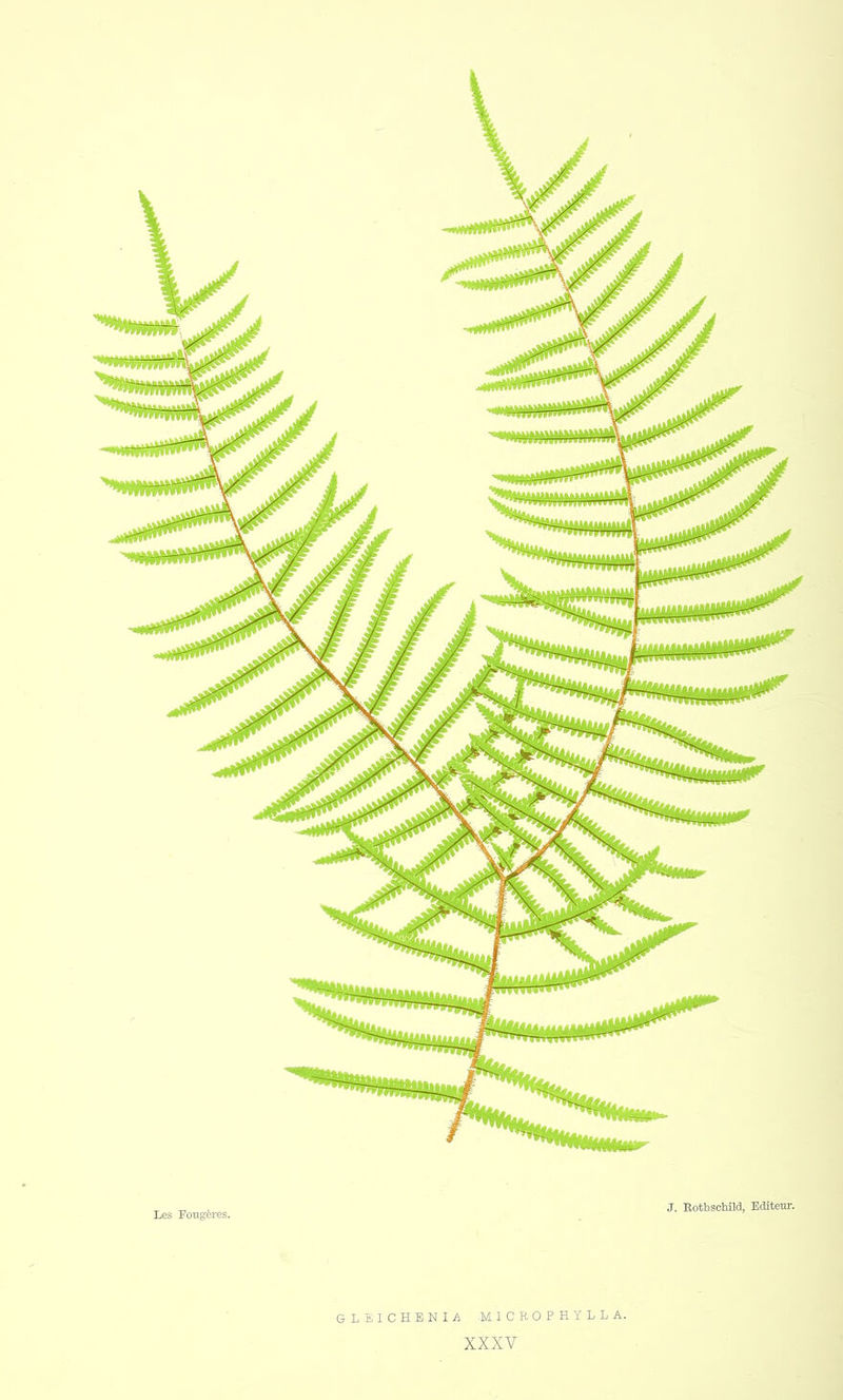 GLEICHENIA M1CROPHYLLA. XXXV