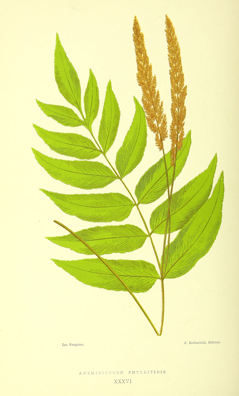 ANEMIDICTYON PHYLLITIDIS. XXXVI