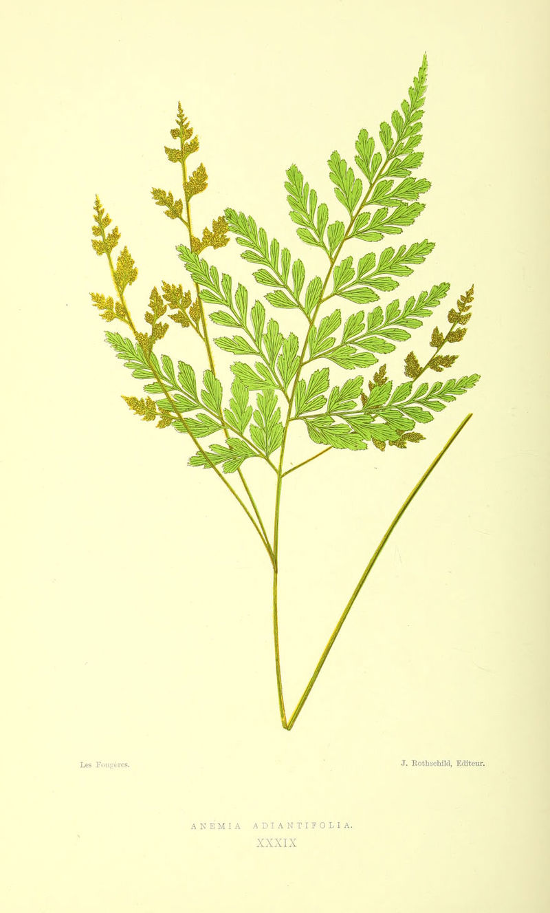 ANEMIA ADIANTIFOLIA. XXXIX