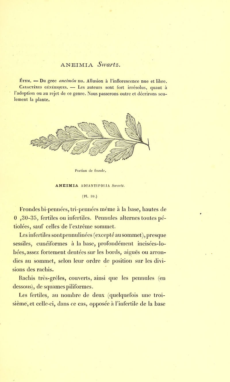 aneimiA Swartz. Étym. —Du grec aneimôn nu. Allusion à l'inflorescence nue et libre. Caractères génériques. — Les auteurs sont fort irrésolus, quant à l'adoption ou au rejet de ce genre, Nous passerons outre et décrirons seu- lement la plante. Portion de fronde. ANEIMI A A DIANTI FOM A Sivartz. (Pl. 39.) Frondes bi-pennées, tri-pennées même à la base, hautes de 0 ,30-35, fertiles ou infertiles. Pennules alternes toutes pé- tiolées, sauf celles de l'extrême sommet. Les infertiles sontpennulinées (excepté au sommet), presque sessiles, cunéiformes à la base, profondément incisées-lo- bées, assez fortement dentées sur les bords, aiguës ou arron- dies au sommet, selon leur ordre de position sur les divi- sions des rachis. Rachis très-grêles, couverts, ainsi que les pennules (en dessous), de squamespiiiformes. Les fertiles, au nombre de deux (quelquefois une troi- sième, et celle-ci, dans ce cas, opposée à l'infertile de la base