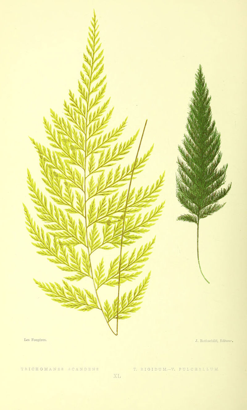 TRICHOMANES SCANDE N'S T. RIGIDUM.-V. PULCHELLUM. XL