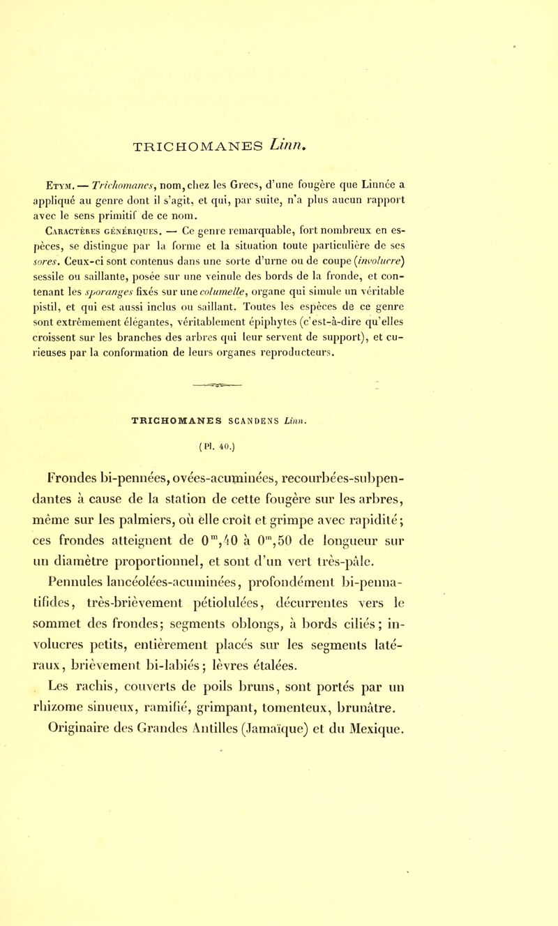 TRICHOMANES Lilllï. Etym. — Trichomanes, nom,chez les Grecs, d'une fougère que Linnée a appliqué au genre dont il s'agit, et qui, par suite, n'a plus aucun rapport avec le sens primitif de ce nom. Caractères génériques. — Ce genre remarquable, fort nombreux en es- pèces, se distingue par la forme et la situation toute particulière de ses sores. Ceux-ci sont contenus dans une sorte d'urne ou de coupe (involucrè) sessile ou saillante, posée sur une veinule des bords de la fronde, et con- tenant les sporanges fixés sur une colurne lie, organe qui simule un véritable pistil, et qui est aussi inclus ou saillant. Toutes les espèces de ce genre sont extrêmement élégantes, véritablement épiphytes (c'est-à-dire qu'elles croissent sur les branches des arbres qui leur servent de support), et cu- rieuses par la conformation de leurs organes reproducteurs. TRICHOMANES SCAN DENS Linn. (Pl. 40.) Frondes bi-pennées, ovées-acuminées, recourbées-subpen- dantes à cause de la station de cette fougère sur les arbres, même sur les palmiers, où elle croît et grimpe avec rapidité; ces frondes atteignent de 0m/i0 à 0m,50 de longueur sur un diamètre proportionnel, et sont d'un vert très-pâle. Pennules lancéolées-acuminées, profondément bi-penna- tifides, très-brièvement pétiolulées, décurrentes vers le sommet des frondes; segments oblongs, à bords ciliés; in- volucres petits, entièrement placés sur les segments laté- raux, brièvement bi-labiés; lèvres étalées. Les rachis, couverts de poils bruns, sont portés par un rhizome sinueux, ramifié, grimpant, tomenteux, brunâtre. Originaire des Grandes Antilles (Jamaïque) et du Mexique.