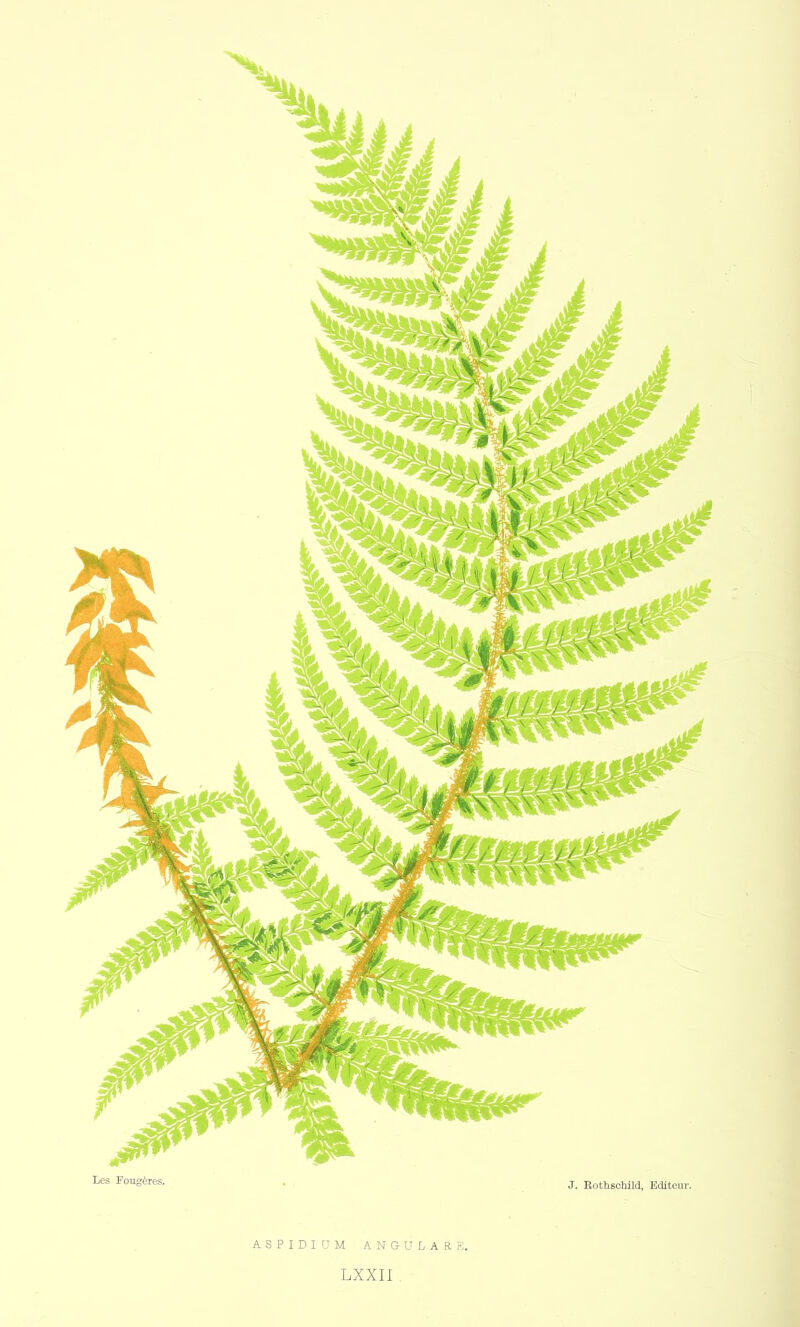 Les Fougères. j. Rothschild) Bditeur. ASPIDIUM ANGULAR. LXXII .
