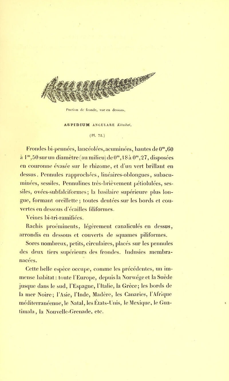 ASPIDIUM AN G UL ARE Kitaibel. (Pl. 72.) Frondes bi-pennées, lancéolées, acuminées, hautes de 0m,GO à lm,50surun diamètre (au milieu) de 0m,18 à 0m,27, disposées en couronne évasée sur le rhizome, et d'un vert brillant en dessus. Pennules rapprochées, linéaires-oblongues, subacu- minées, sessiles. Pennulines très-brièvement pétiolulées, ses- siles, ovées-subfalciformes ; la basilaire supérieure plus lon- gue, formant oreillette ; toutes dentées sur les bords et cou- vertes en dessous d'écaillés filiformes. Veines bi-tri-ramifiées. Rachis proéminents, légèrement canaliculés en dessus, arrondis en dessous et couverts de squames piliformes. Sores nombreux, petits, circulaires, placés sur les pennules des deux tiers supérieurs des frondes. Tndusies membra- nacées. Celte belle espèce occupe, comme les précédentes, un im- mense habitat : toute l'Europe, depuis la Norwégeet la Suède jusque dans le sud, l'Espagne, l'Italie, la Grèce; les bords de la mer Noire; l'Asie, l'Inde, Madère, les Canaries, l'Afrique méditerranéenne, le Natal, les États-Unis, le Mexique, le Gua- timala, la Nouvelle-Grenade, etc.