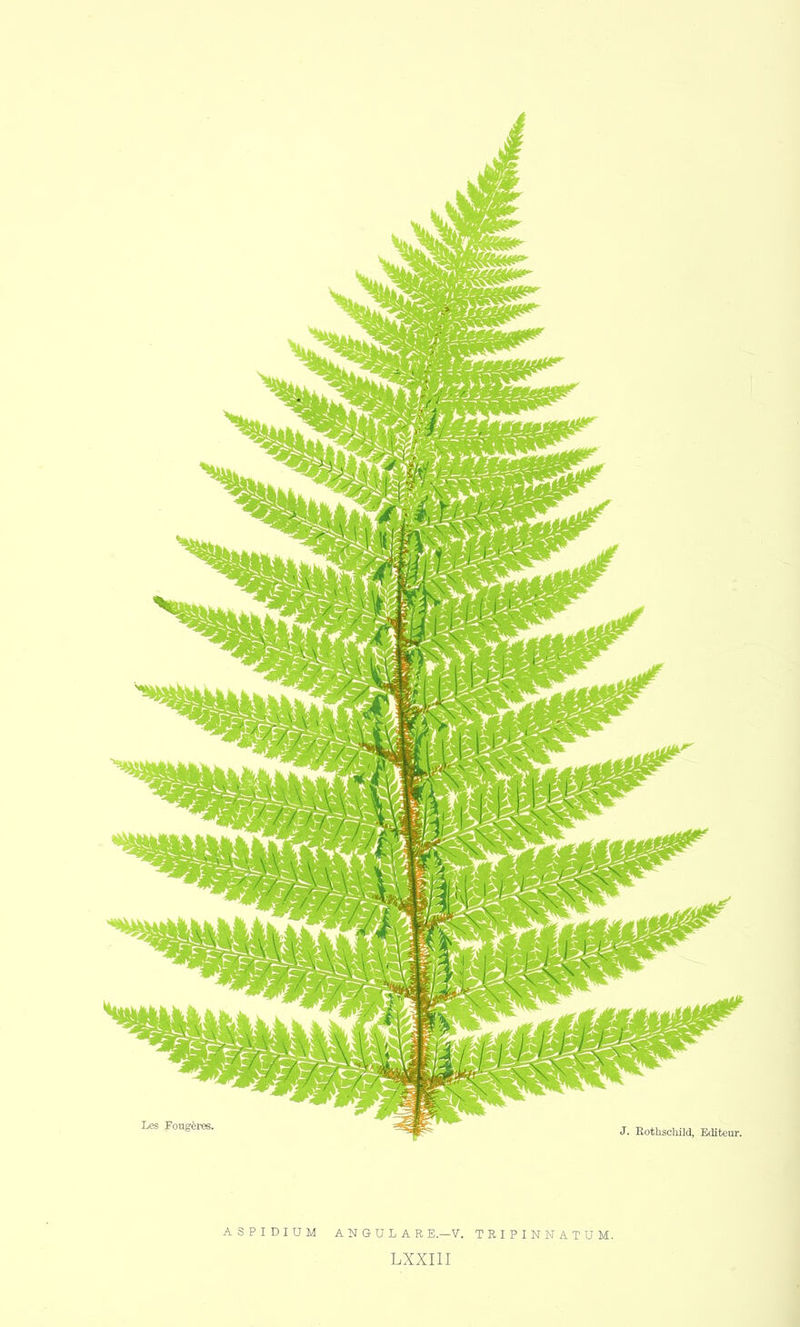 ASPIDIUM ANGULARE.—V. TRIPINNATUM. LXXîII