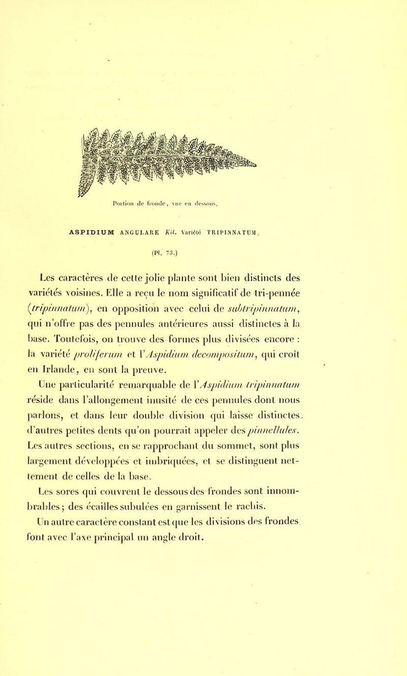 ASPIDIUM ANGULAUE Kit. Variété TRIPINNATUM. (Pl. 73.) Les caractères de celte jolie plante sont bien distincts des variétés voisines. Elle a reçu le nom significatif de tri-pennée (jripinnatum), en opposition avec celui de subtripinnatum, qui n'offre pas des penuules antérieures aussi distinctes à la base. Toutefois, on trouve des formes plus divisées encore : la variété proliferum et \ Aspidium décomposition, qui croît en Irlande, en sont la preuve. Une particularité remarquable de Y Aspidium tripinnatum réside dans l'allongement inusité de ces permutes dont nous parlons, et dans leur double division qui laisse distinctes, d'autres petites dents qu'on pourrait appeler des pinnellules. Les autres sections, en se rapprochant du sommet, sont plus largement développées et imbriquées, et se distinguent net- tement de celles de la base. Les sores qui couvrent le dessous des frondes sont innom- brables; des écailles subulées en garnissent le racliis. Un autre caractère constant est que les divisions des frondes font avec l'axe principal un angle droit.