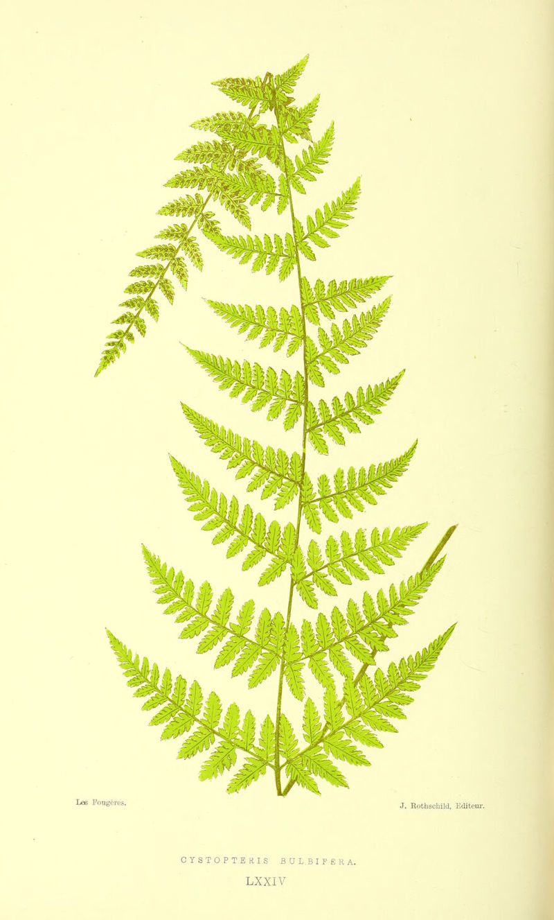 Lœ Fougères. J. Kothschild, Editeur. CYSTOPTERIS BULBIFERA. LXXIV