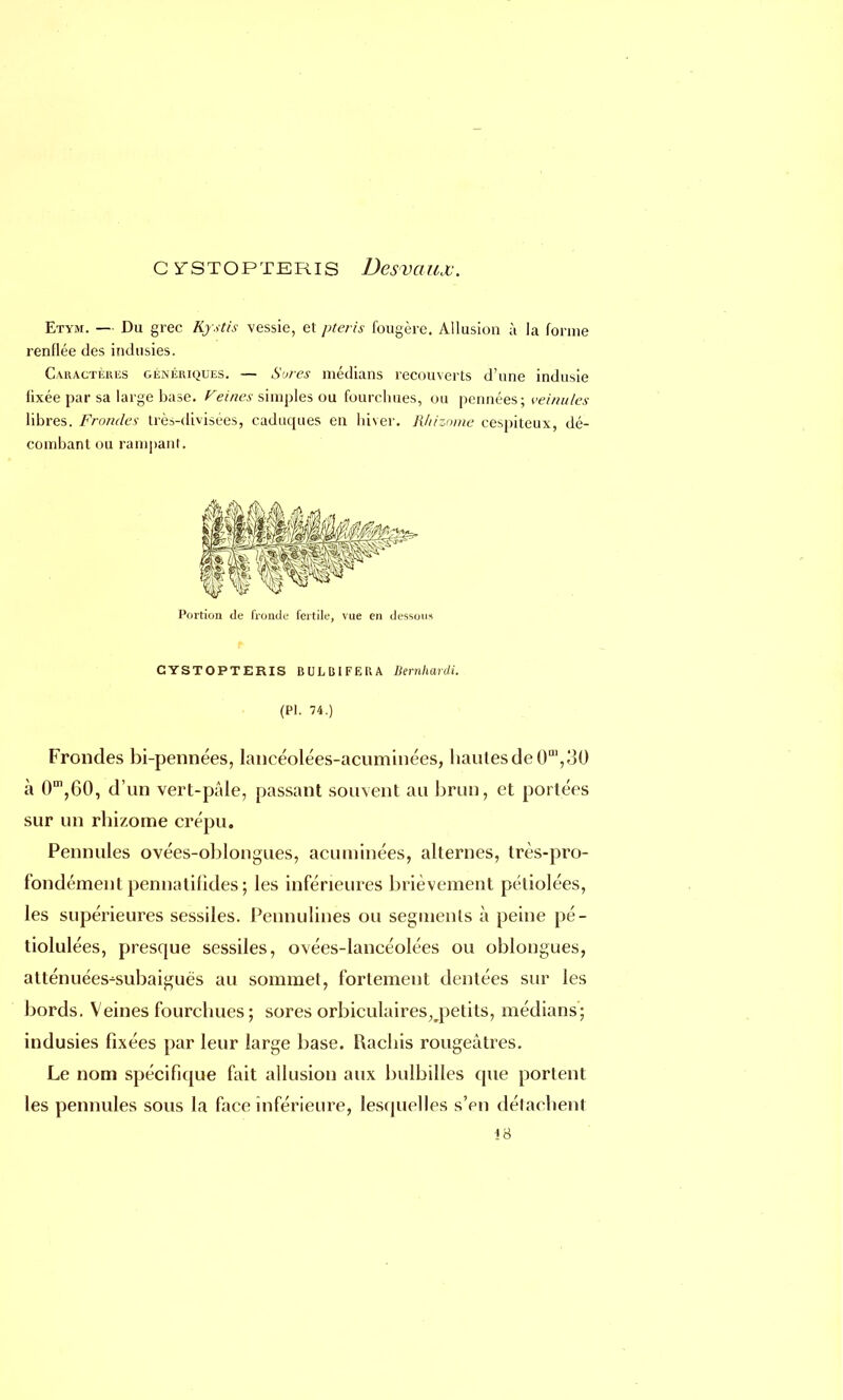 CïSTOPTERlS Desvaux. Etym. — Du grec Rystis vessie, et pteris fougère. Allusion à la forme renflée des indusies. Caractères génériques. — Sores médians recouverts d'une indusie fixée par sa large base. Feines simples ou fourchues, ou pennées; veinules libres. Frondes très-divisées, caduques en hiver. Rhizome cespiteux, dé- combant ou rampant. Portion de fronde fertile, vue en dessous CYSTOPTERIS BULBIFEKA JJernhardi. (Pl. 74.) Frondes bi-pennées, lancéolées-acuminées, hautes de 0m,30 à 0m,60, d'un vert-pâle, passant souvent au brun, et portées sur un rhizome crépu. Pennules ovées-oblongues, acuminées, alternes, très-pro- fondément pennatifides ; les inférieures brièvement pétiolées, les supérieures sessiles. Pennulines ou segments à peine pé- tiolulées, presque sessiles, ovées-lancéolées ou oblongues, atténuées-subaiguës au sommet, fortement dentées sur les bords. Veines fourchues ; sores orbiculaires^petits, médians; indusies fixées par leur large base. Rachis rougeâtres. Le nom spécifique fait allusion aux bulbilles que portent les pennules sous la face inférieure, lesquelles s'en détachent '18