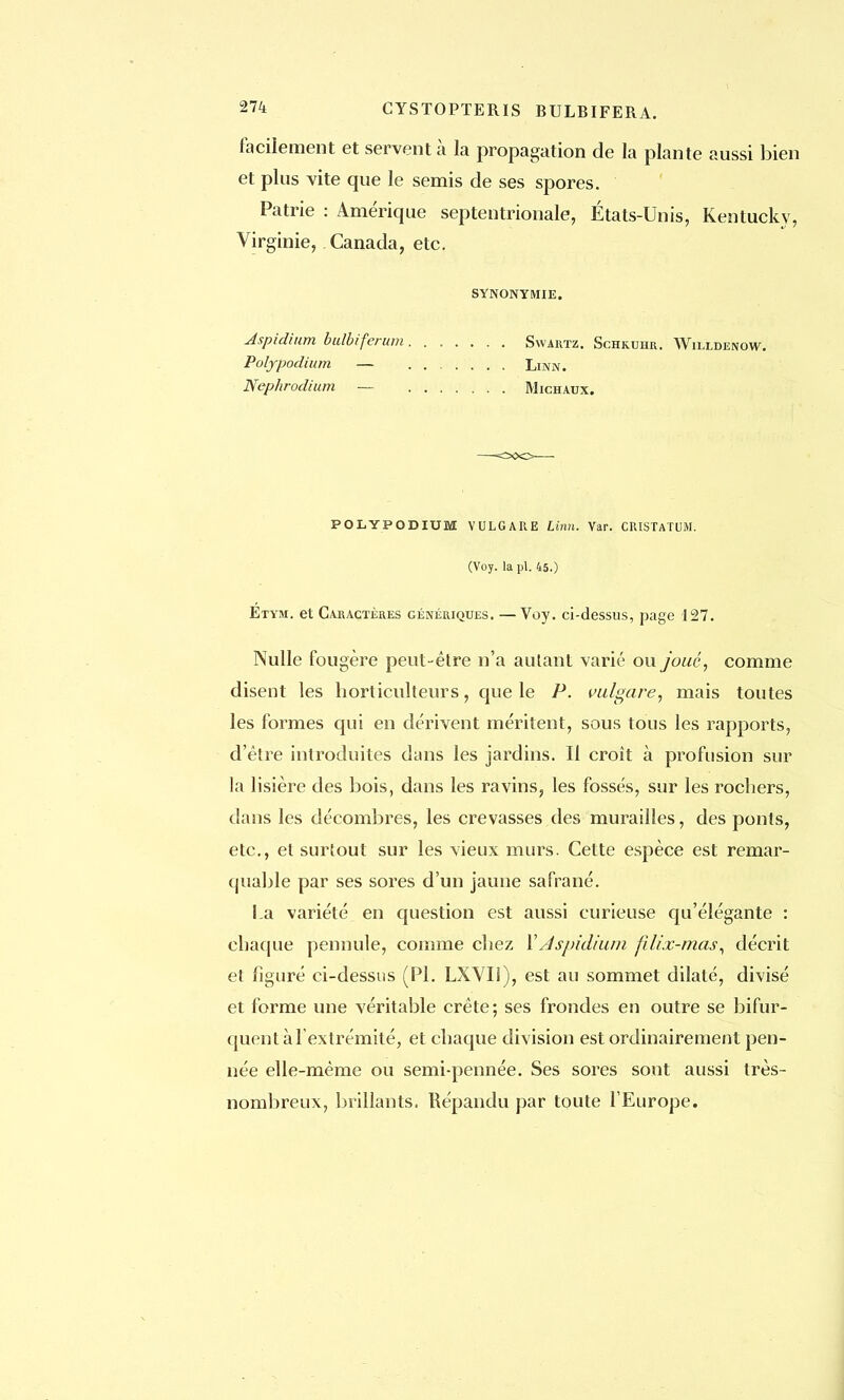 27/t CYSTOPTERIS BULBIFERA. facilement et servent à la propagation de la plante aussi bien et plus vite que le semis de ses spores. Patrie : Amérique septentrionale, États-Unis, Kentucky, Virginie, Canada, etc. SYNONYMIE. Aspidium bulbiferum Swartz. Schkuhr. Willdenow. Polypodium — Linn. Nephrodium — Michaux. POLYPODIUM VULGARE Linn. Yar. CRISTATUM. (Voy. la pl. 45.) Etvm. et Caractères génériques. —Voy. ci-dessus, page 127. Nulle fougère peut-être n'a autant varié ou joué, comme disent les horticulteurs, que le P. vulgare, mais toutes les formes qui en dérivent méritent, sous tous les rapports, d'être introduites dans les jardins. Il croît à profusion sur la lisière des bois, dans les ravins, les fossés, sur les rochers, dans les décombres, les crevasses des murailles, des ponts, etc., et surtout sur les vieux murs. Celte espèce est remar- quable par ses sores d'un jaune safrané. La variété en question est aussi curieuse qu'élégante : chaque pennule, comme chez XAspidium fili.z-mas, décrit et figuré ci-dessus (Pl. LXVI1), est au sommet dilaté, divisé et forme une véritable crête; ses frondes en outre se bifur- quent àîextrémité, et chaque division est ordinairement pen- née elle-même ou semi-pennée. Ses sores sont aussi très- nombreux, brillants. Répandu par toute l'Europe.