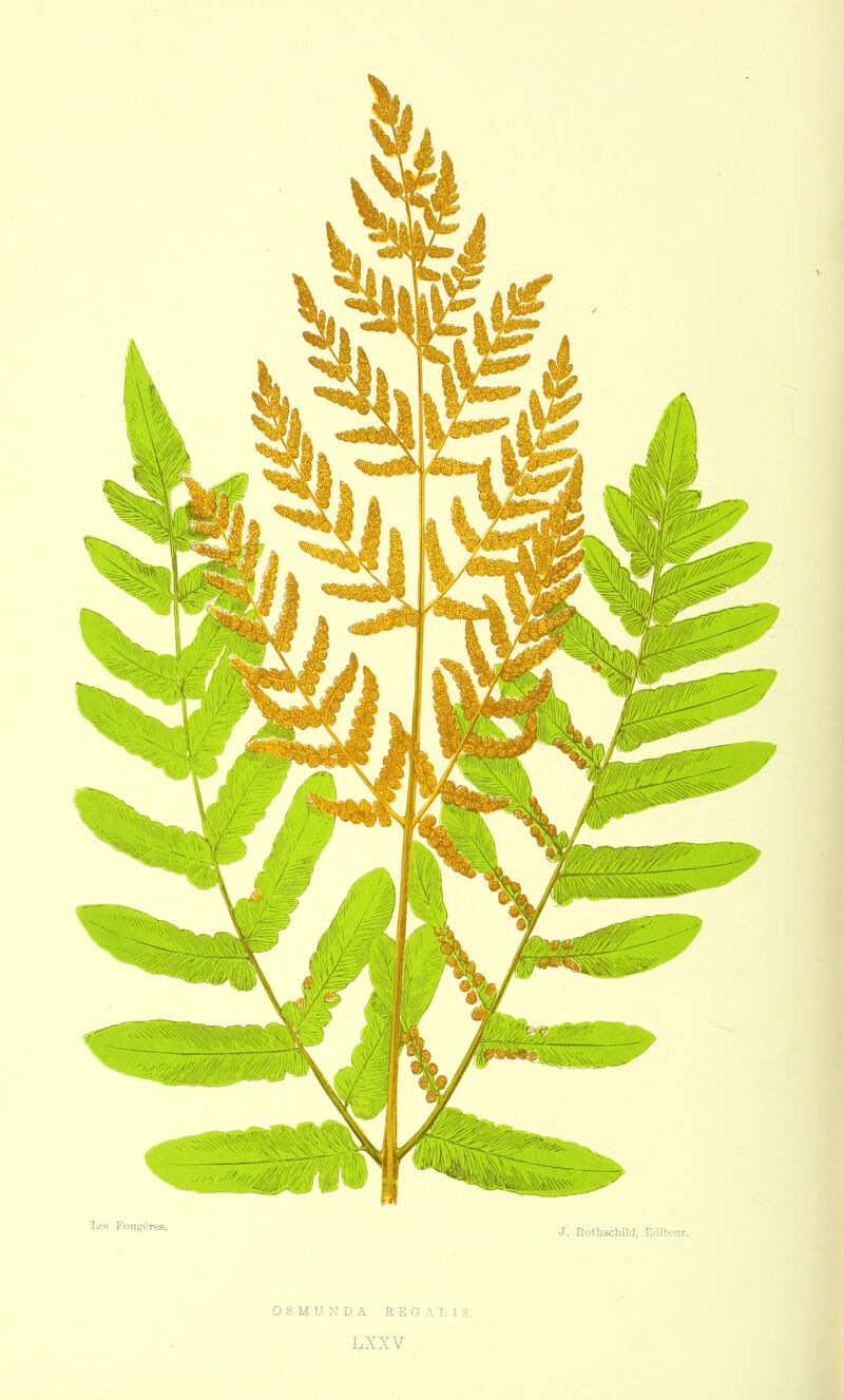 08MDNDA R E G A L I S.