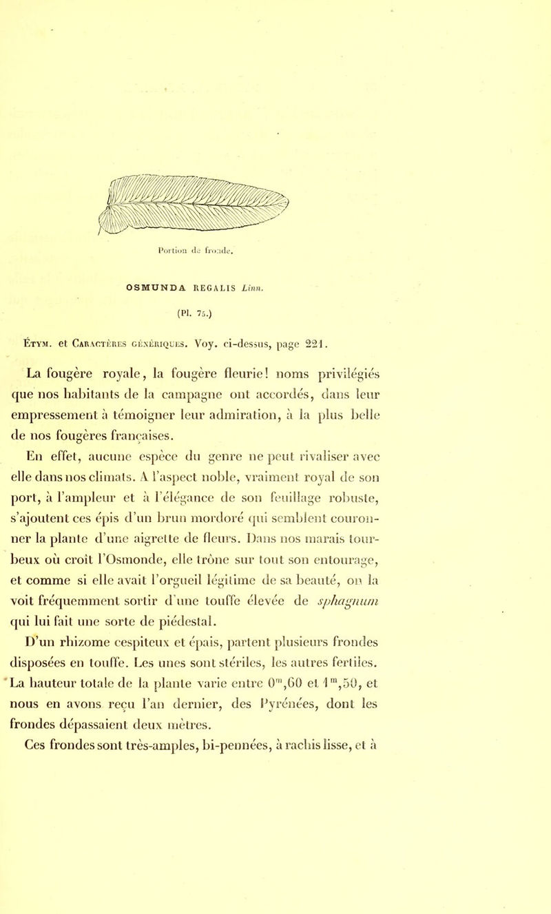 Portion tla fronde. OSMUNDA REGALIS Linn. (Pl. 75.) Étym. et Caractères génériques. Voy. ci-dessus, page 221. La fougère royale, la fougère fleurie ! noms privilégiés que nos habitants de la campagne ont accordés, dans leur empressement à témoigner leur admiration, à la plus belle de nos fougères françaises. En effet, aucune espèce du genre ne peut rivaliser avec elle dans nos climats. A. l'aspect noble, vraiment royal de son port, à l'ampleur et à l'élégance de son feuillage robuste, s'ajoutent ces épis d'un brun mordoré qui semblent couron- ner la plante d'une aigrette de fleurs. Dans nos marais tour- beux où croît l'Osmonde, elle trône sur tout son entourage, et comme si elle avait l'orgueil légitime de sa beauté, on la voit fréquemment sortir d une touffe élevée de sphagnum qui lui fait une sorte de piédestal. D'un rhizome cespiteux et épais, partent plusieurs frondes disposées en touffe. Les unes sont stériles, les autres fertiles. La hauteur totale de la plante varie entre 0',60 et 1m,50, et nous en avons reçu l'an dernier, des Pyrénées, dont les frondes dépassaient deux mètres. Ces frondes sont très-amples, bi-pennées, à rachis lisse, et à
