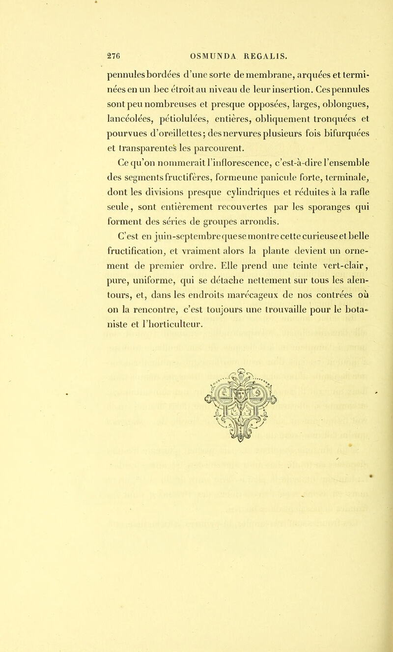 pennules bordées d'une sorte de membrane, arquées et termi- nées en un bec étroit au niveau de leur insertion. Ces pennules sont peu nombreuses et presque opposées, larges, oblongues, lancéolées, pétiolulées, entières, obliquement tronquées et pourvues d'oreillettes; des nervures plusieurs fois bifurquées et transparentes les parcourent. Ce qu'on nommerait l'inflorescence, c'est-à-dire l'ensemble des segments fructifères, formeune panicule forte, terminale, dont les divisions presque cylindriques et réduites à la rafle seule, sont entièrement recouvertes par les sporanges qui forment des séries de groupes arrondis. C'est en juin-septembrequese montre cette curieuse et belle fructification;, et vraiment alors la plante devient un orne- ment de premier ordre. Elle prend une teinte vert-clair, pure, uniforme, qui se détache nettement sur tous les alen- tours, et, dans les endroits marécageux de nos contrées où on la rencontre, c'est toujours une trouvaille pour le bota- niste et l'horticulteur.