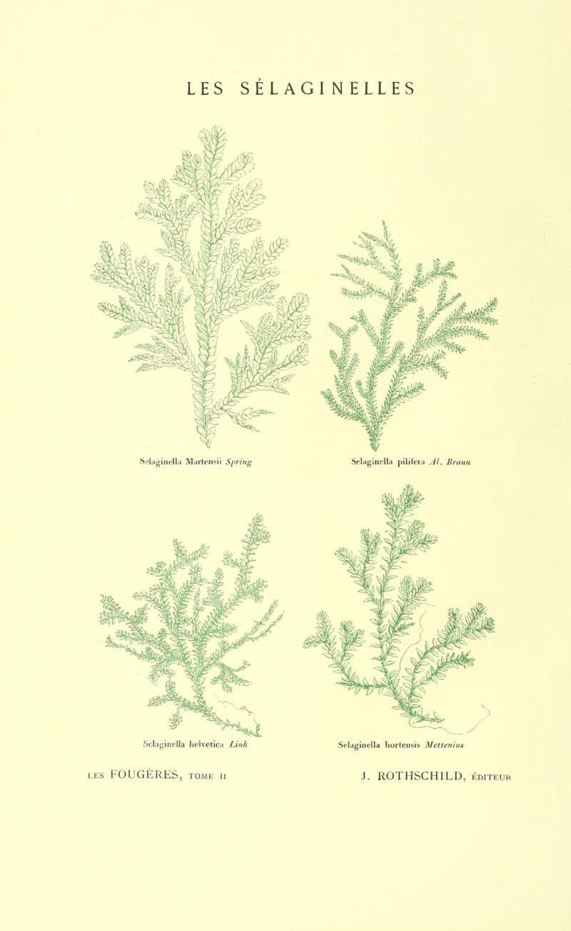 LES SÉLAGINELLES Sclaginella helvetica Link Selaginella hortensis Metteniut