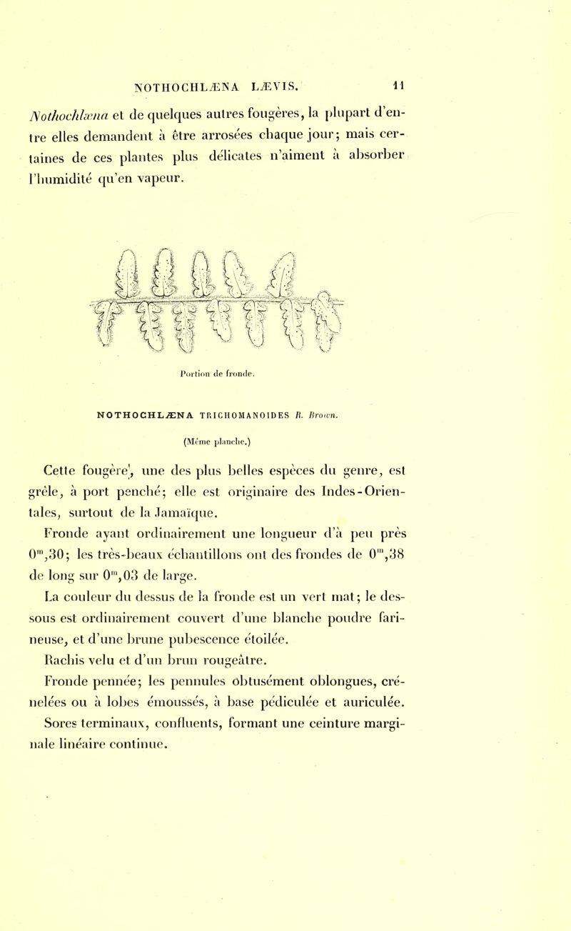 Nothochlœna et de quelques autres fougères, la plupart d'en- tre elles demandent à être arrosées chaque jour; mais cer- taines de ces plantes plus délicates n'aiment à absorber l'humidité qu'en vapeur. Portion de fronde. NOTHOCHLyENA T R ICII0 M A NO ID ES Ii. Brown. (Même planche.) Cette fougère', une des plus belles espèces du genre, est grêle, à port penché; elle est originaire des Indes-Orien- tales, surtout de la Jamaïque. Fronde ayant ordinairement une longueur d'à peu près 0m,30; les très-beaux échantillons ont des frondes de 0',38 de long sur 0m,03 de large. La couleur du dessus de la fronde est un vert mat; le des- sous est ordinairement couvert d'une blanche poudre fari- neuse, et d'une brune pubescence étoilée. Rachisvelu et d'un brun rougeâtre. Fronde pennée; les pennules obtusément oblongues, cré- nelées ou à lobes émoussés, à base pédiculée et auriculée. Sores terminaux, confluents, formant une ceinture margi- nale linéaire continue.