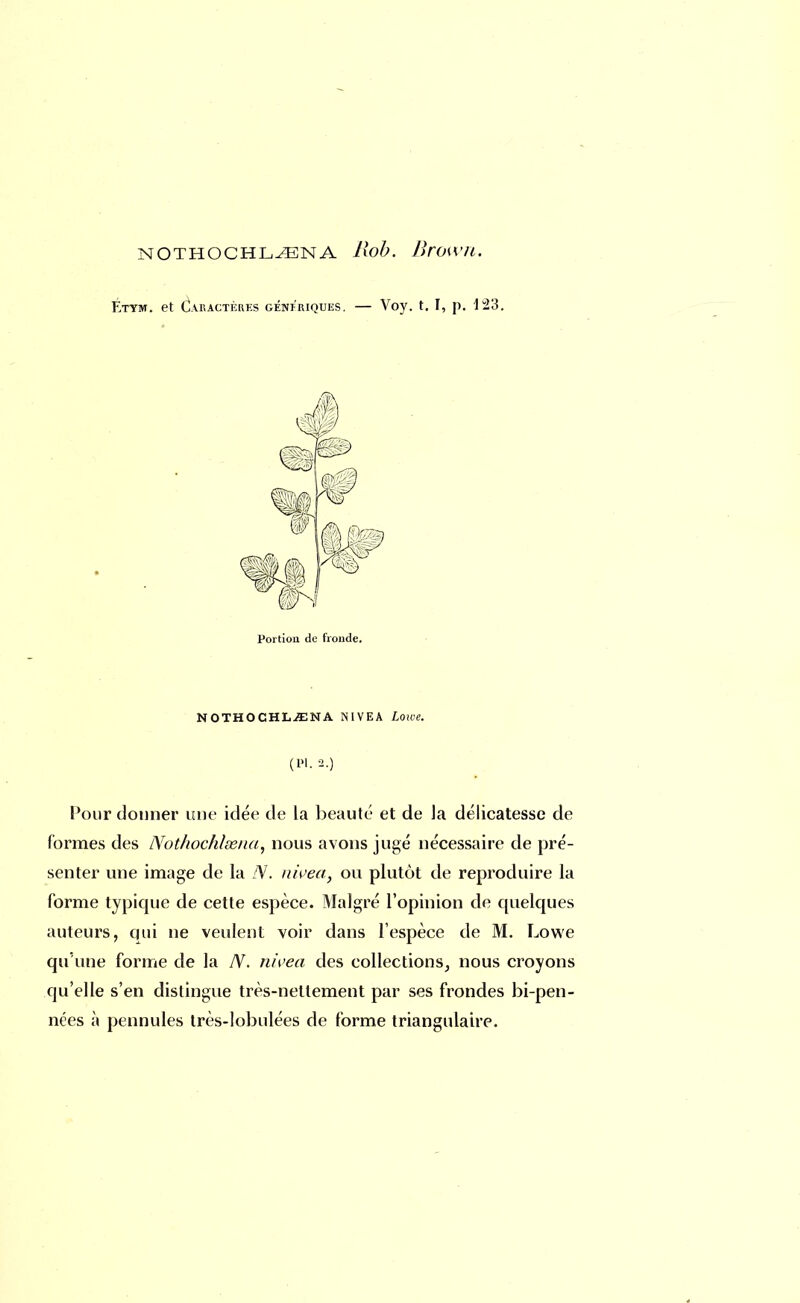 nothochl^ena Rob. Brown. Etym. et Caractères génériques. — Voy. t. I, p. i2'S. Portion de fronde. NOTHOCHL^NA NIVEA Lowe. (Pl. 2.) Pour donner une idée de la beauté et de la délicatesse de formes des Nothochleena, nous avons jugé nécessaire de pré- senter une image de la N. nwea, ou plutôt de reproduire la forme typique de cette espèce. Malgré l'opinion de quelques auteurs, qui ne veulent voir dans l'espèce de M. Lowe qu'une forme de la IV. nwea des collections, nous croyons qu'elle s'en distingue très-nettement par ses frondes bi-pen- nées à pennules très-lobulées de forme triangulaire.