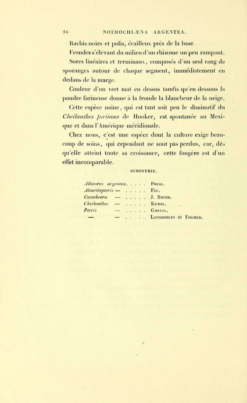 16 NOïHOCHL/ENA ARGENTEA. Hachis noirs et polis, écailleux près de la base. Frondes s'élevant du milieu d'un rhizome un peu rampant. Sores linéaires et terminaux, composés d'un seul rang de sporanges autour de chaque segment, immédiatement en dedans de la marge. Couleur d'un xert mat en dessus tandis qu'en dessous la poudre farineuse donne à la fronde la blancheur de la neige. Cette espèce naine, qui est tant soit peu le diminutif du CheilantJies farinosa de Hooker, est spontanée au Mexi- que et dans l'Amérique méridionale. Chez nous, c'est une espèce dont la culture exige beau- coup de soins, qui cependant ne sont pas perdus, car, dès qu'elle atteint toute sa croissance, cette fougère est d'un effet incomparable. SYNONYMIE. Allosorus argentta Presl. Aleuritopteris — Fée. Cassebeera — J. Smith. ClieilantJies — Kunze. Ptcris ■—■ Gmelin. Langsdorff et Fiscuer.