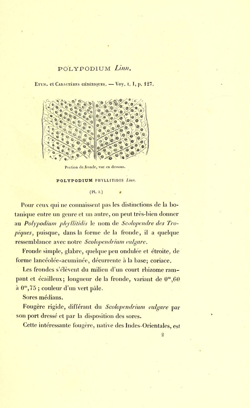 POLYPOD1UM Linn. Etvm. et Caractkrfs génériques. —Voy. t. I, p. 127. Pmtion de fronde, vue en dessous. POLYPODIUM PHYLLITIDIS Linn. (Pl. 3.) 0 Pour ceux qui ne comiaissenl pas les distinctions de la bo- tanique entre un genre et un autre, on peut très-bien donner au Poljpodium phyllitidis le nom de Scolopendre des Tro- piques, puisque, dans la forme de la fronde, il a quelque ressemblance avec notre Scolopendrium vulgare. Fronde simple, glabre, quelque peu ondulée et étroite, de forme lancéolée-acuminée, décurrente à la base; coriace. Les frondes s'élèvent du milieu d'un court rhizome ram- pant et écailleux; longueur de la fronde, variant de 0IU,60 à 0',75 ; couleur d'un vert pâle. Sores médians. Fougère rigide, différant du Scolopendrium vulgare par son port dressé et par la disposition des sores. Cette intéressante fougère, native des Indes-Orientales, est 2