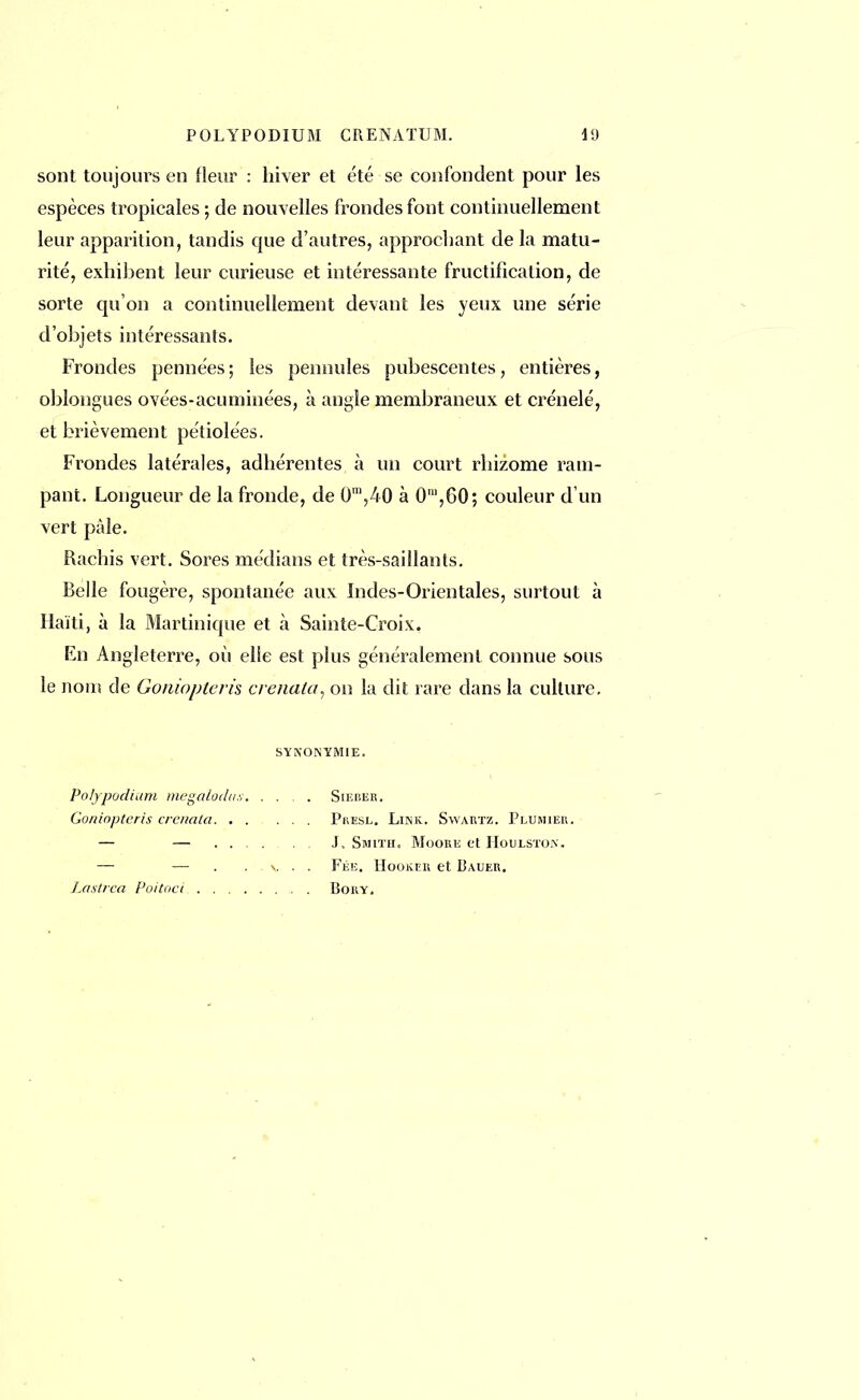sont toujours en Heur : hiver et été se confondent pour les espèces tropicales ; de nouvelles frondes font continuellement leur apparition, tandis que d'autres, approchant de la matu- rité, exhibent leur curieuse et intéressante fructification, de sorte qu'on a continuellement devant les yeux une série d'objets intéressants. Frondes pennées; les peu nu les pubescentes, entières, oblongues ovées-acuminées, à angle membraneux et crénelé, et brièvement pétiolées. Frondes latérales, adhérentes à un court rhizome ram- pant. Longueur de la fronde, de 0',40 à 0',60; couleur d'un vert pâle. Rachis vert. Sores médians et très-saillants. Belle fougère, spontanée aux Indes-Orientales, surtout à Haïti, à la Martinique et à Sainte-Croix. En Angleterre, où elle est plus généralement connue sous le nous de Goniopicris crenata, on la dit rare dans la culture. SYNONYMIE. Po/jpodium megalodus. .... Sikiîer. Goniopteris cvcnata. ..... Pkesl. Link. Swartz. Plumier. — — J, Smith. Moore et Houlsto.v. — — . . v . . Fée. Hookcr et Daueu. Lasirea Foi toc i Bory.